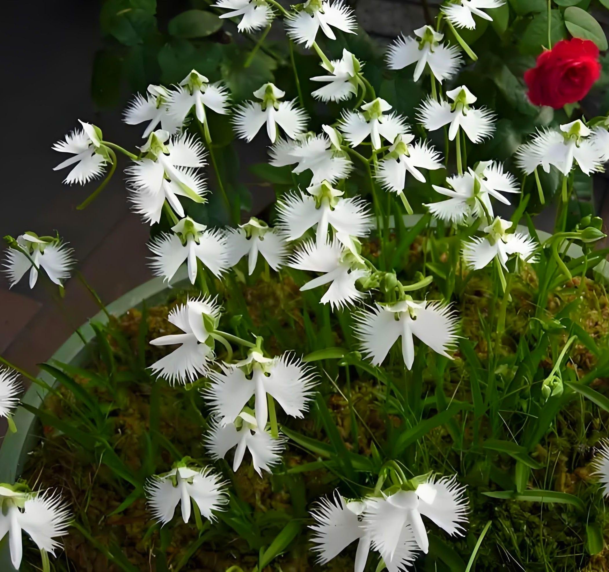 100+ White Flowers Seeds White Egret Orchid Orchid Seeds Rare Orchid Seeds