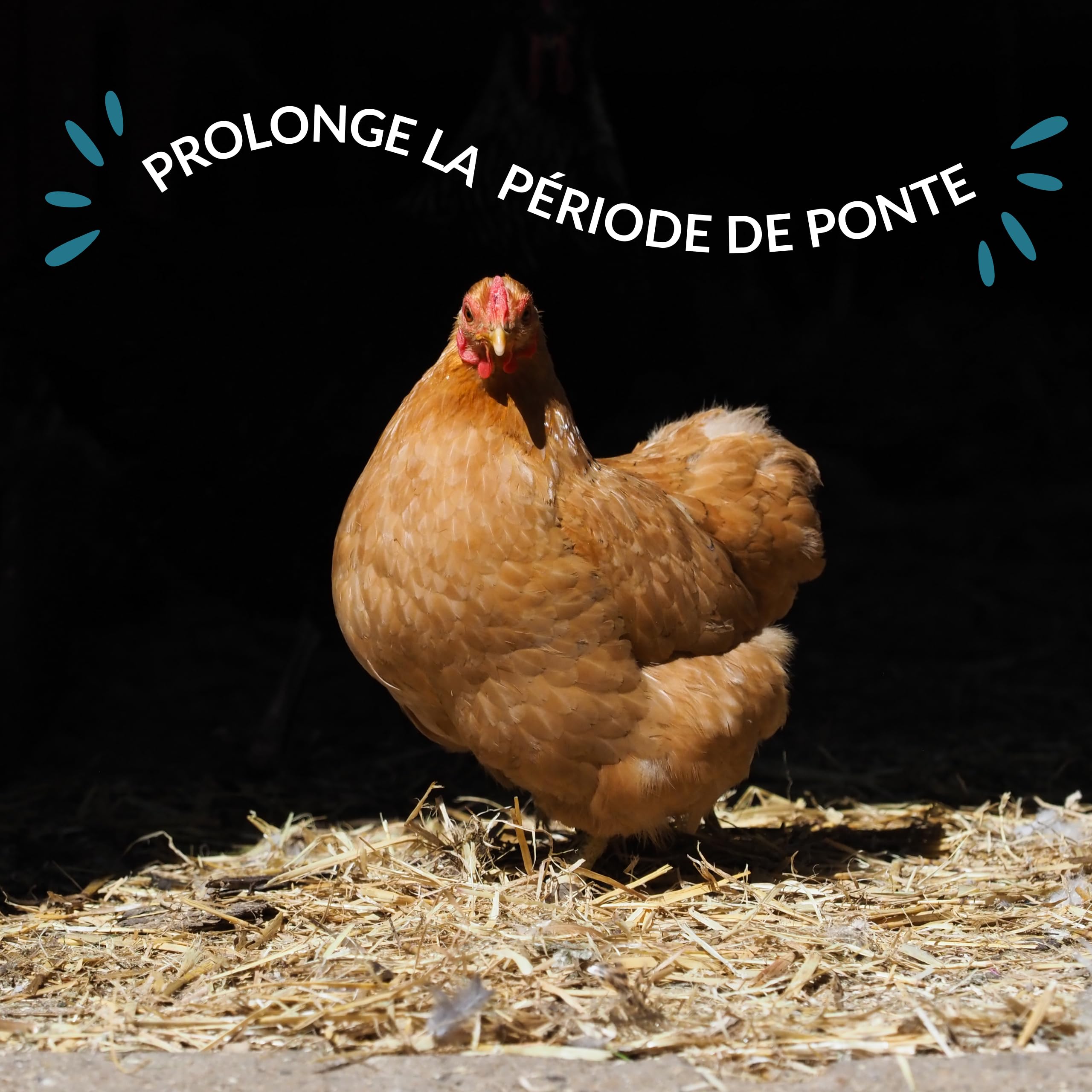 ConchaVital 6 kg - Calcium pour Poules pondeuses et Autres Oiseaux - Coquille d'huître - Nourriture + 12 minéraux - Améliore la Qualité de l'œuf, Corrige Les Carences Nutritionnelles
