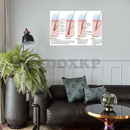Miniatura 2 de MAXCBD Póster de diagrama de estructura capilar de folículo piloso, póster científico del ciclo de crecimiento del cabello, póster de conocimiento