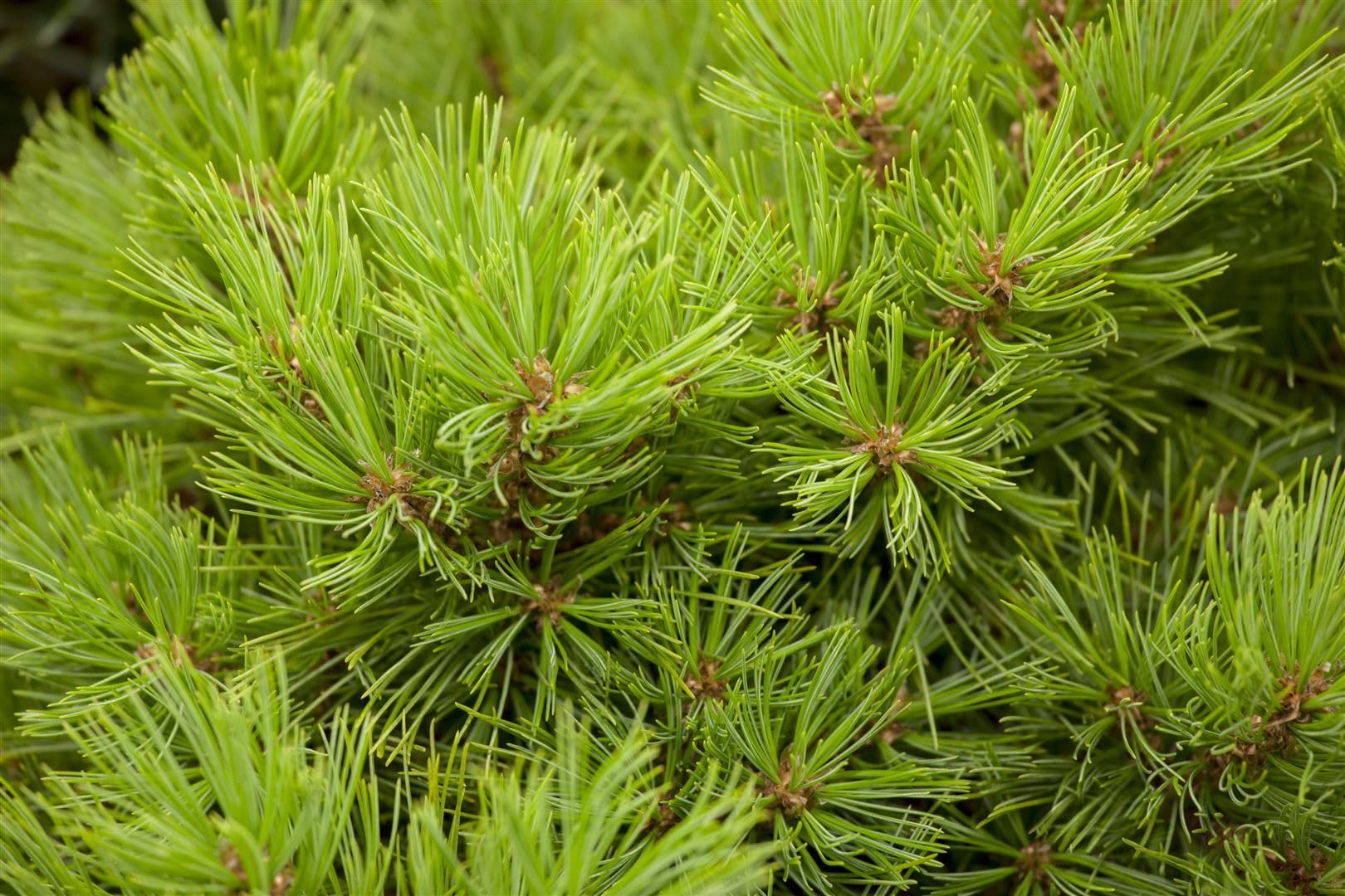 Japanische Rotkiefer Pinus densiflora Low Glow 50 cm Bonsai winterhart