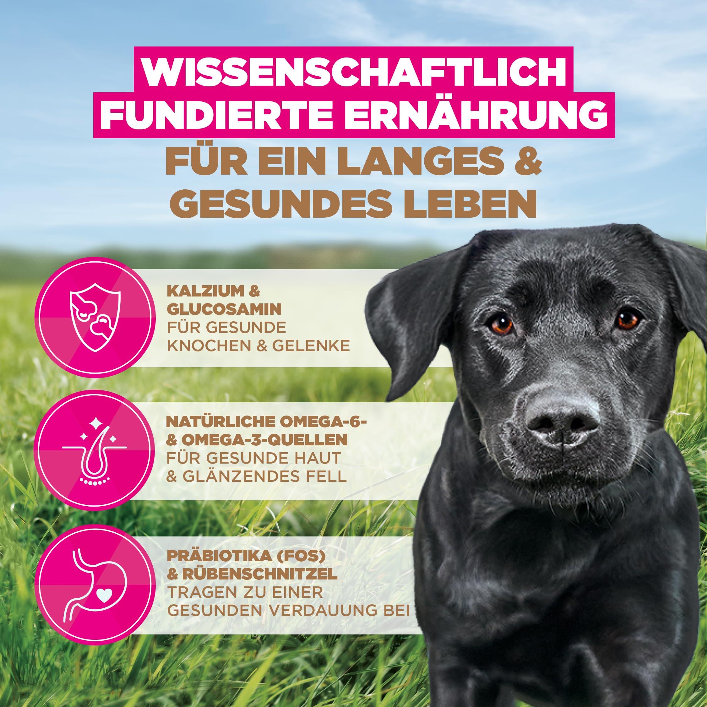 Eukanuba Hundefutter getreidefrei mit frischem Huhn für große Rassen, 12 kg | Premium Trockenfutter mit frischem Huhn | ohne Getreide | für ausgewachsene Hunde