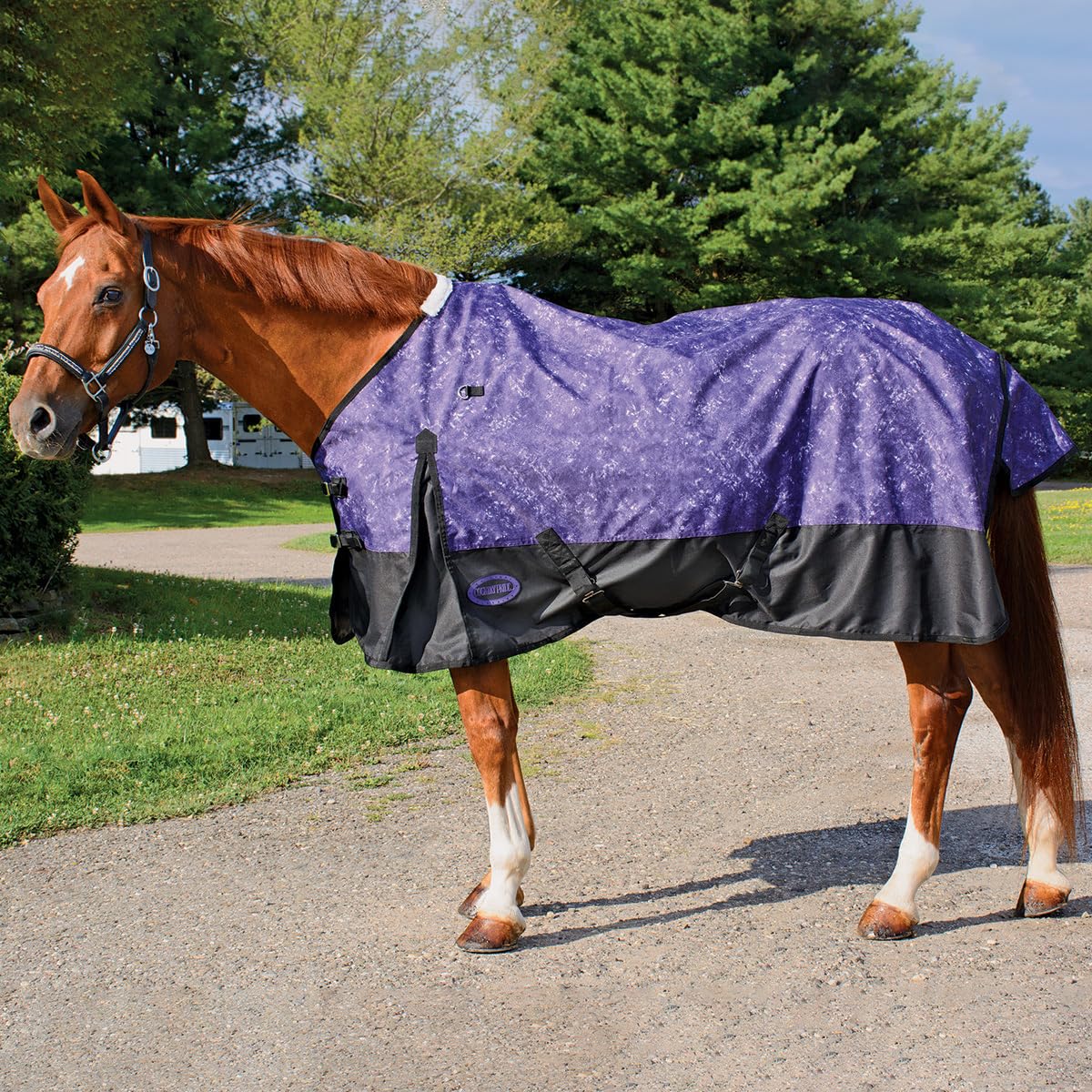 Country PrideGlacier Heavyweight Turnout Blanket (Purple, 76)