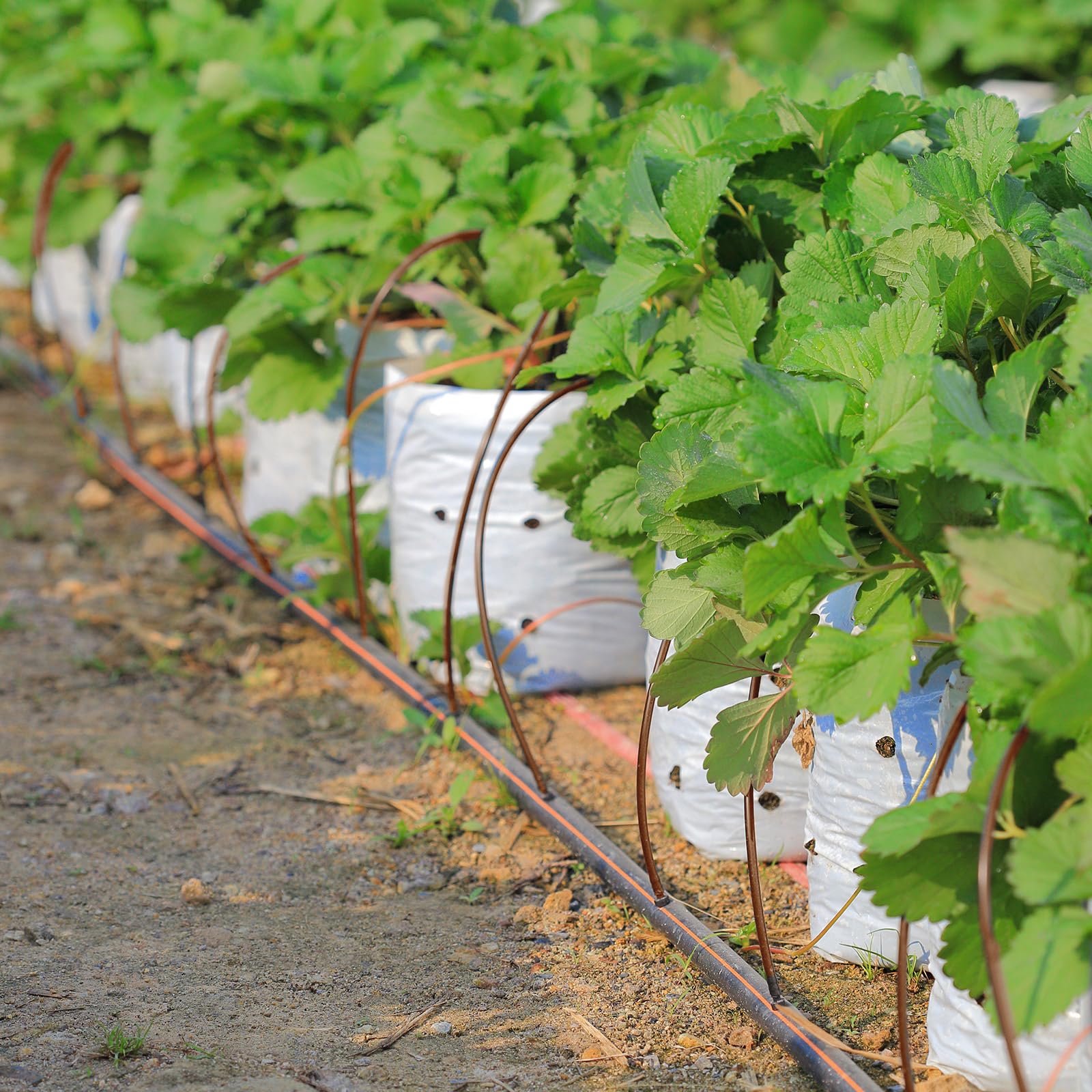 Yaomiao Manguera de riego por goteo de 980 pies, tubo de distribución en blanco de 1/4 pulgadas, riego por goteo, línea de goteo, equipo de riego automático para jardín, cama de flores, invernadero,