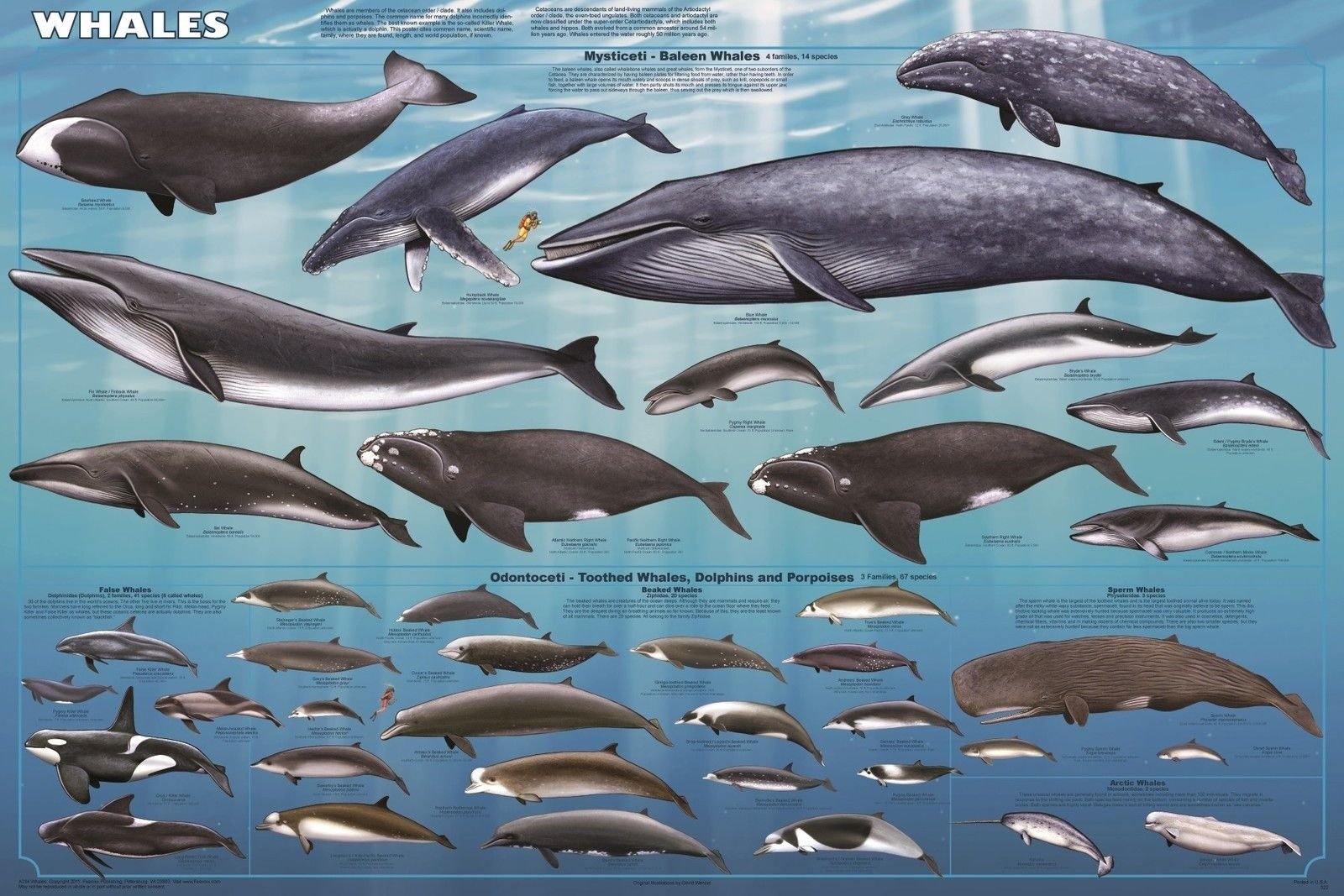 クジラページ Amazon.co.jp: クジラポスター（61x91cm）教育ウォールチャート [並行