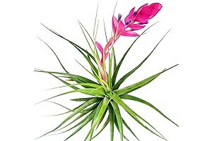 Premium Large Air Plants - 1 Stricta Hard Leaf (4 to 6 Inch)