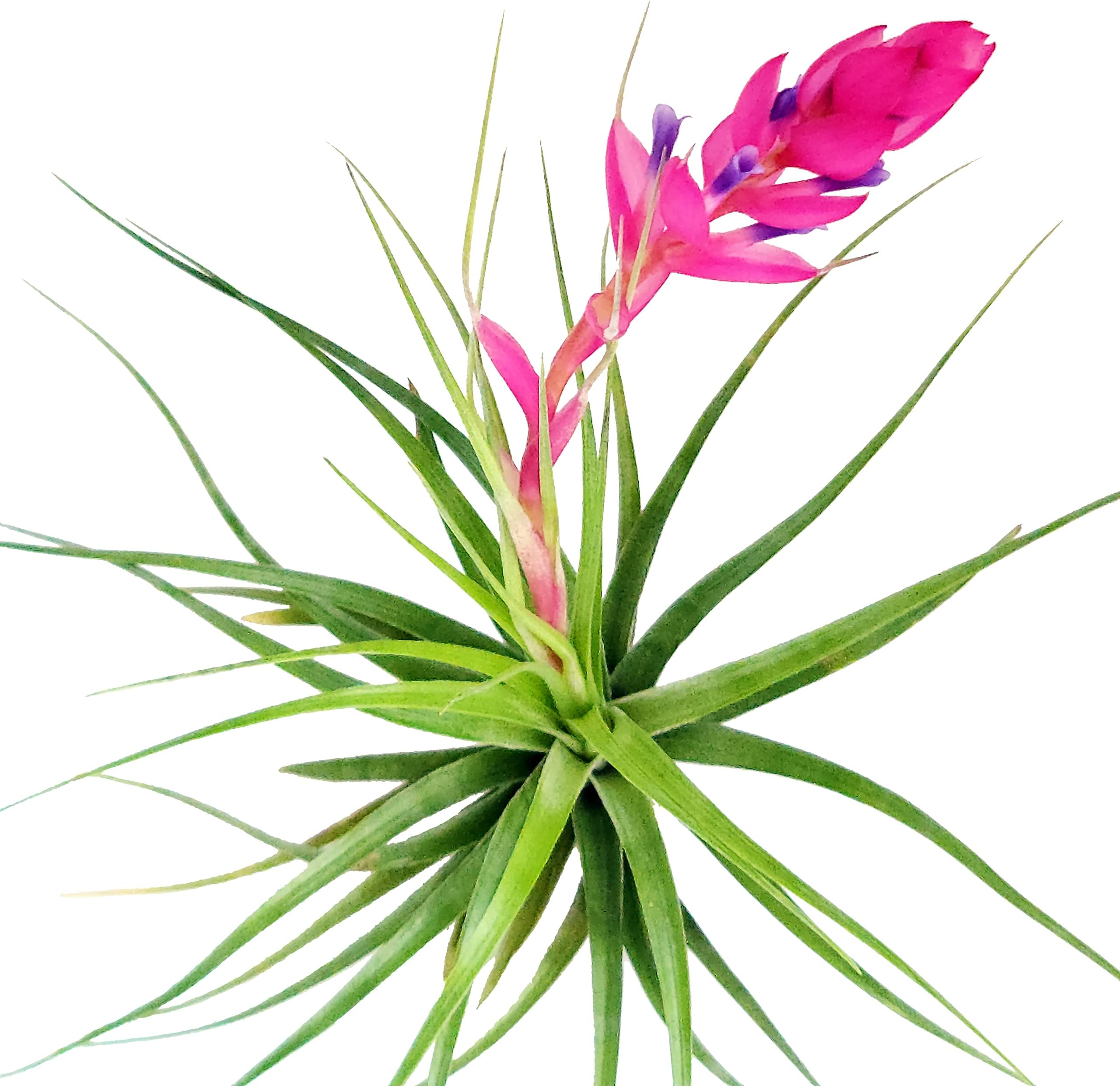 Large Air Plants - 5 Stricta Hard Leaf - 4 to 6 Inch Air Plant - Color & Form Varies by Season - 30 Day Guarantee on Tillandsia from The Drunken Gnome (5, One Size 4-6")