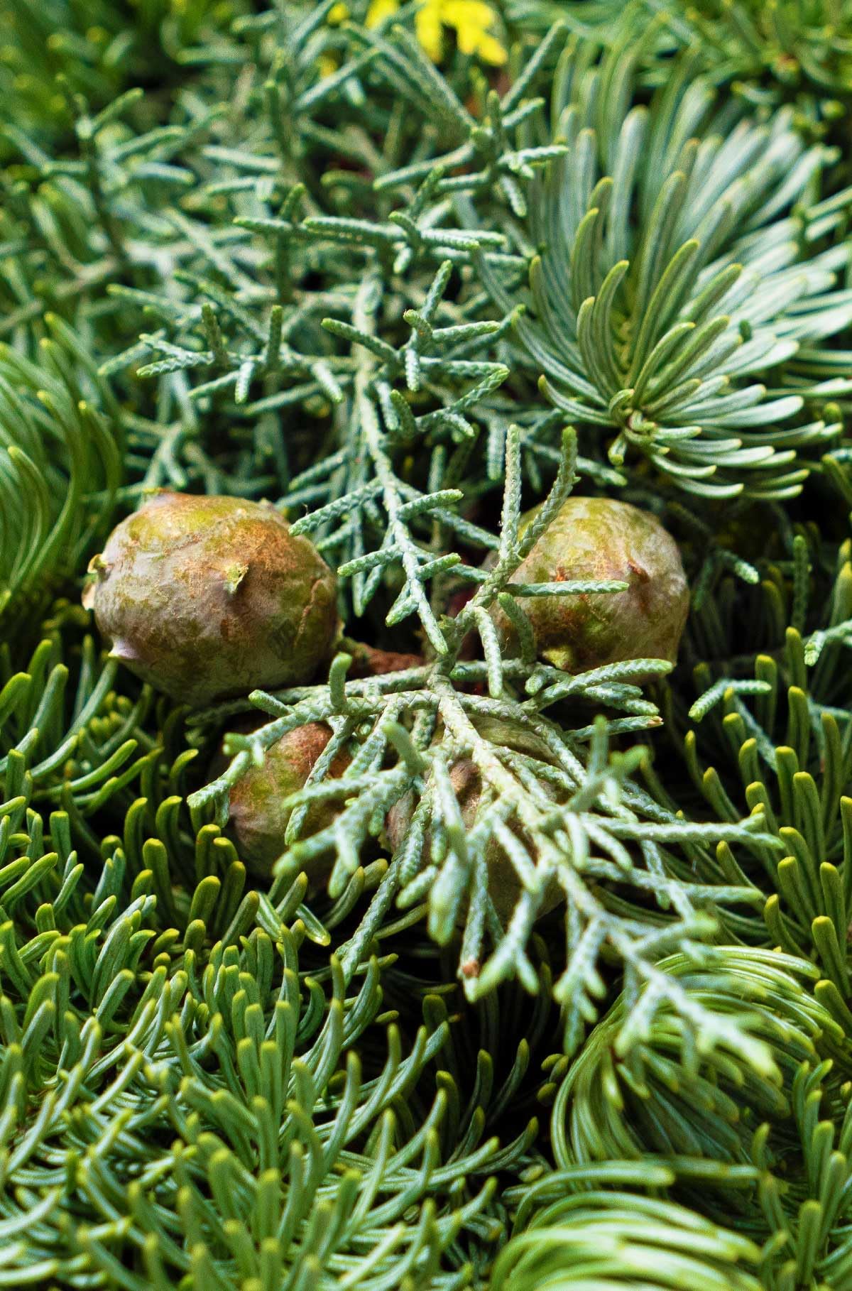 Adventskranz echt - Tannenkranz - Mixtellerkranz Nobilis - Konifere - 100% natürlicher echter Adventskranz - einseitig gebunden - Türkranz - Tischkranz - Weihnachtsdeko (Durchmesser 40 cm)