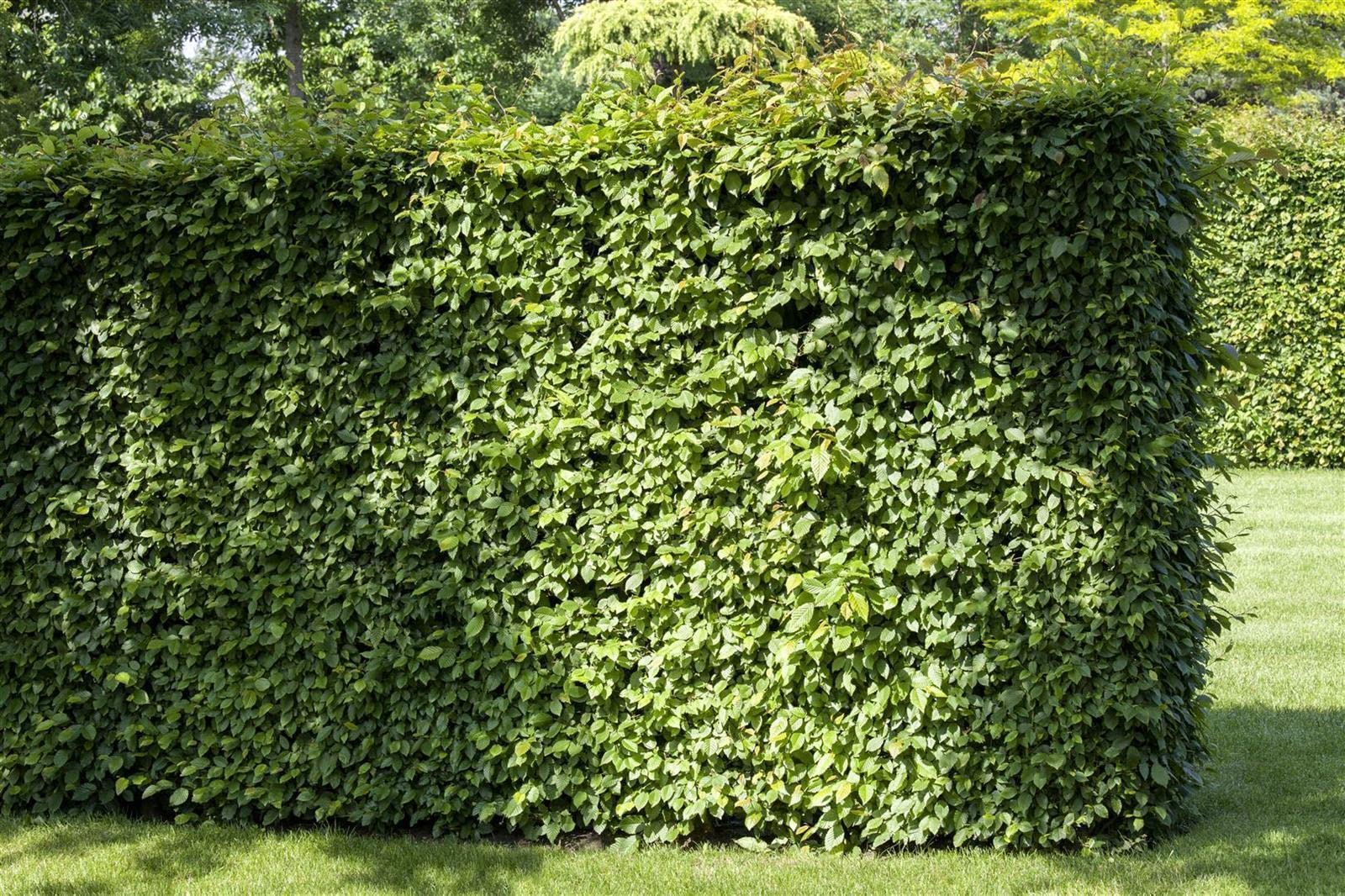 Carpinus betulus roślina żywopłotowa, roślina z korzeniami, mrozoodporna, niemiecka jakość szkółki, mocne rośliny, tolerowana przez cięcie, łatwa w utrzymaniu