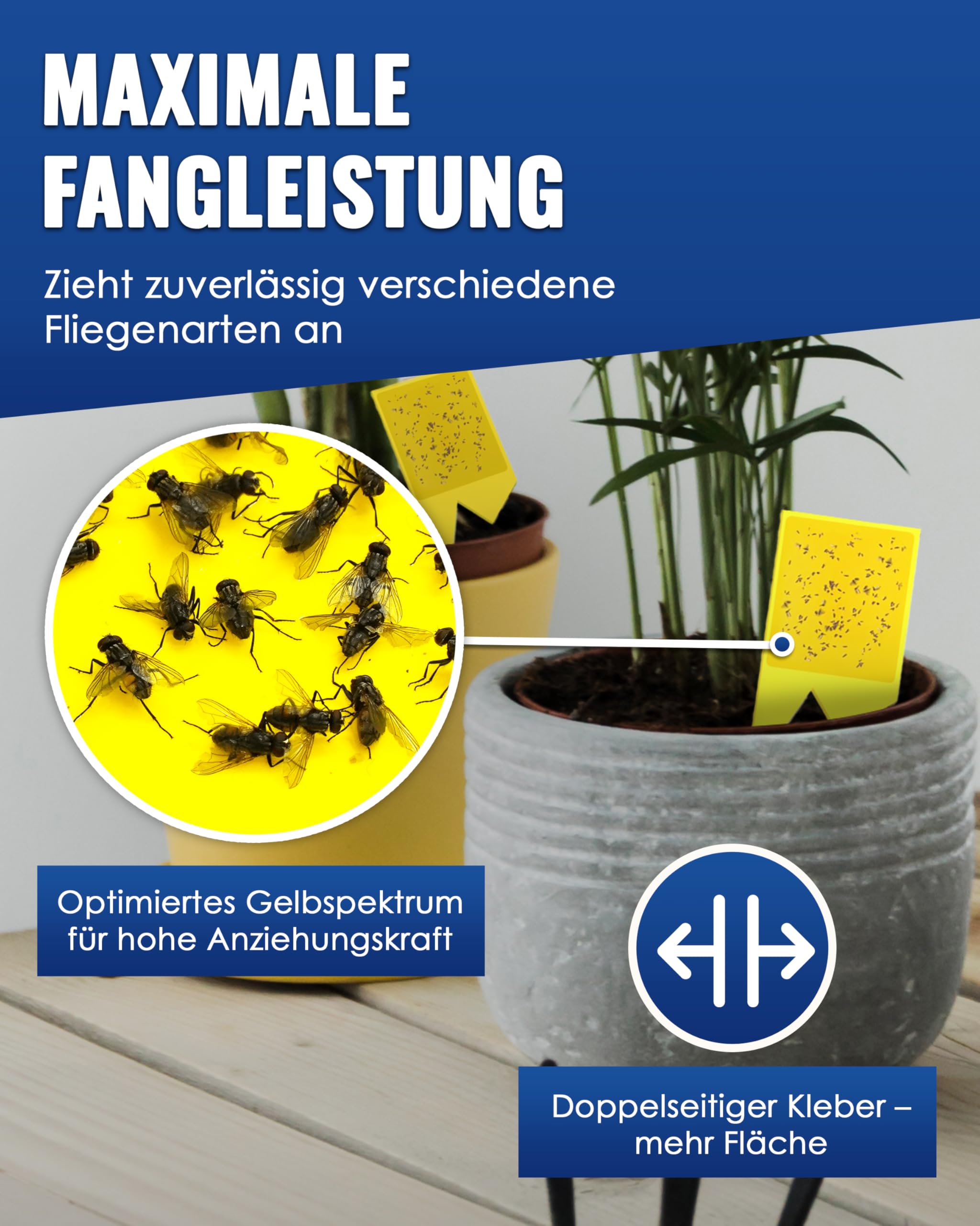 japanischer palmfarn zimmerpflanzen Cycas revoluta