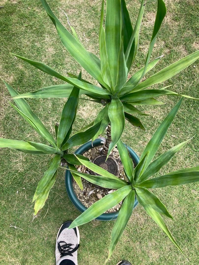 耐寒性ユッカ3頭キングギドラ◇ドライガーデン多肉サボテン　アガベ ヤシ　ドラセナ 耐寒性ユッカ3頭キングギドラ◇ドライガーデン多肉サボテン アガベ