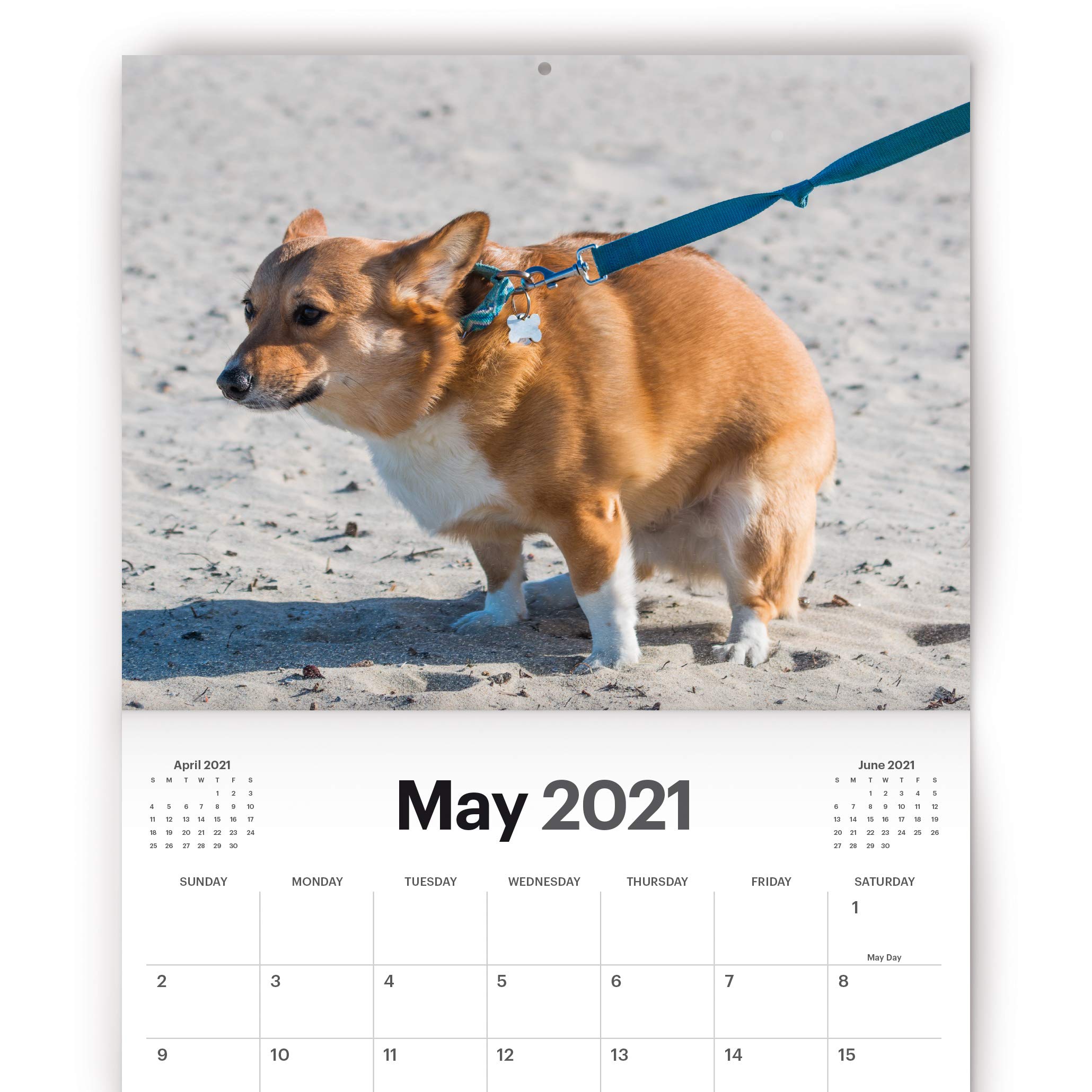 Pooping Dogs Calendar 2021 Wall Calendar Large 11" x 17" When Open