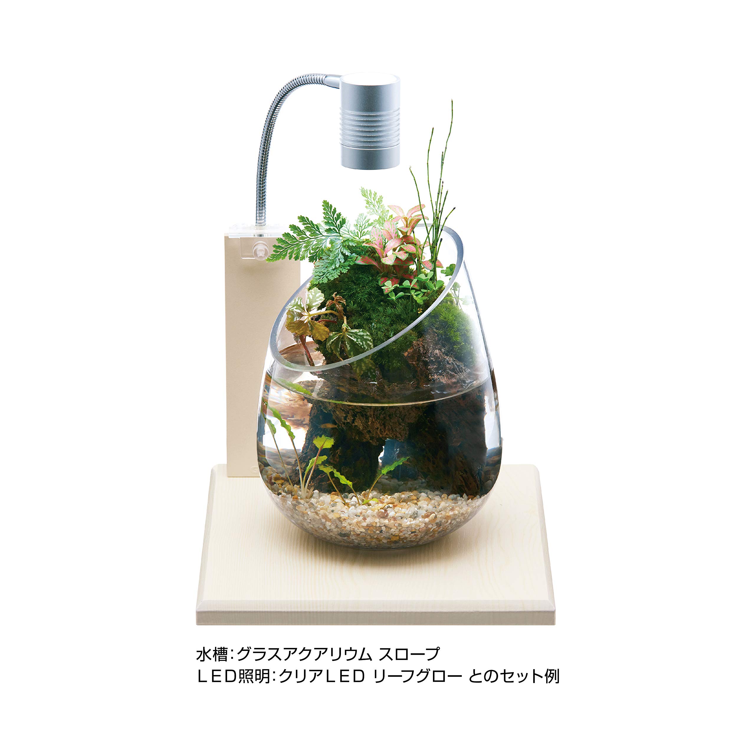 GEX GLASS BASE MAPLE 200 テラリウムセット GEX GLASS BASE MAPLE 200