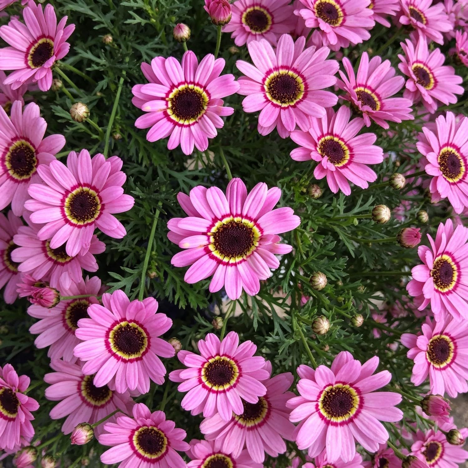 Marguerite Daisy Seed-Perennial，Vibrant Floral Display Garden-5000pcs-E