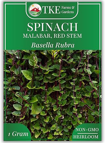 TKE Farms - Semillas de espinacas de malabar rojas para plantar, 0.04oz aprox. 75 semillas, Basella Rubra