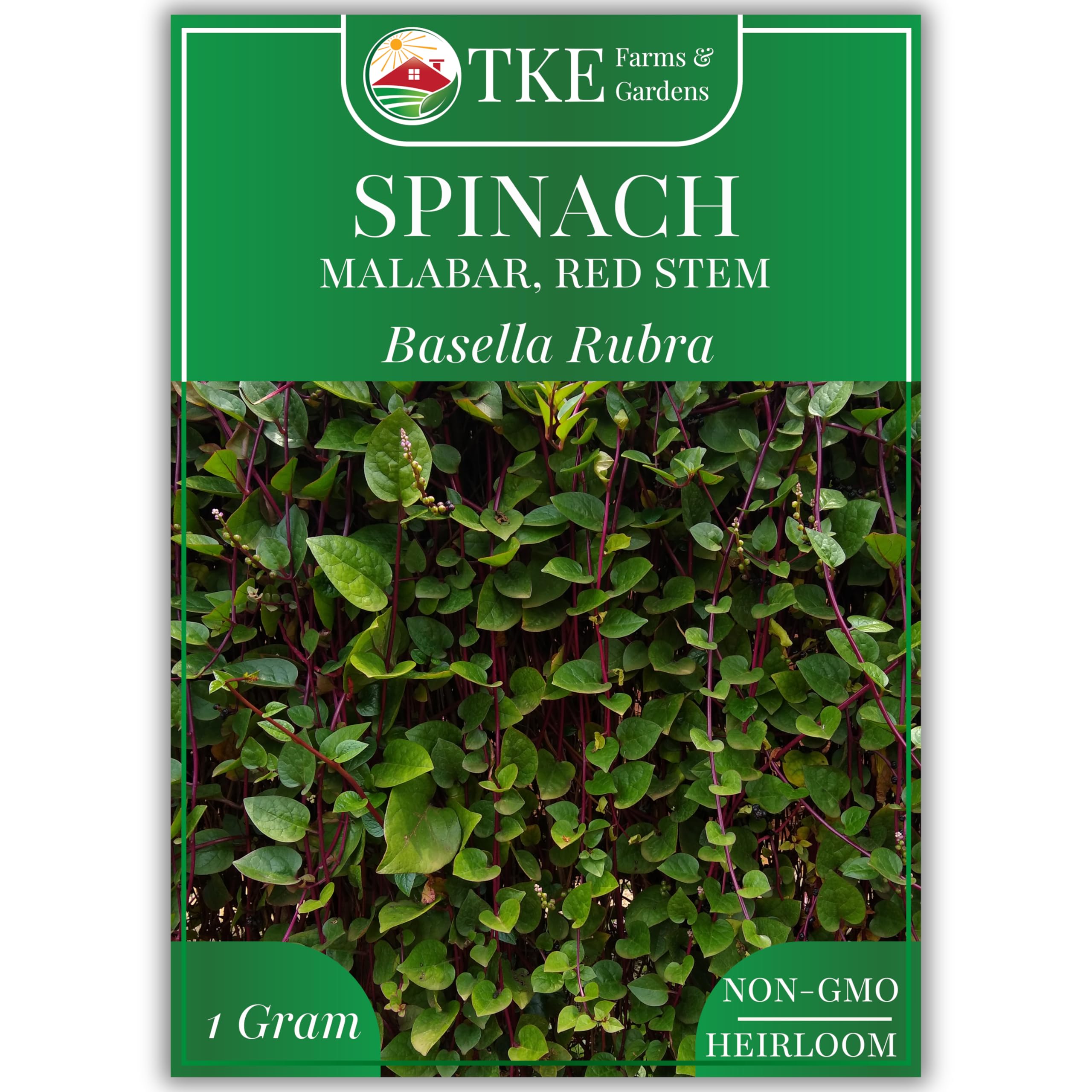Red Malabar Spinach Seeds for Planting, Heirloom Non-GMO Climbing Spinach, Nutritious Asian Vegetable Seeds, 30 Seeds, Basella rubra, 1 Packet