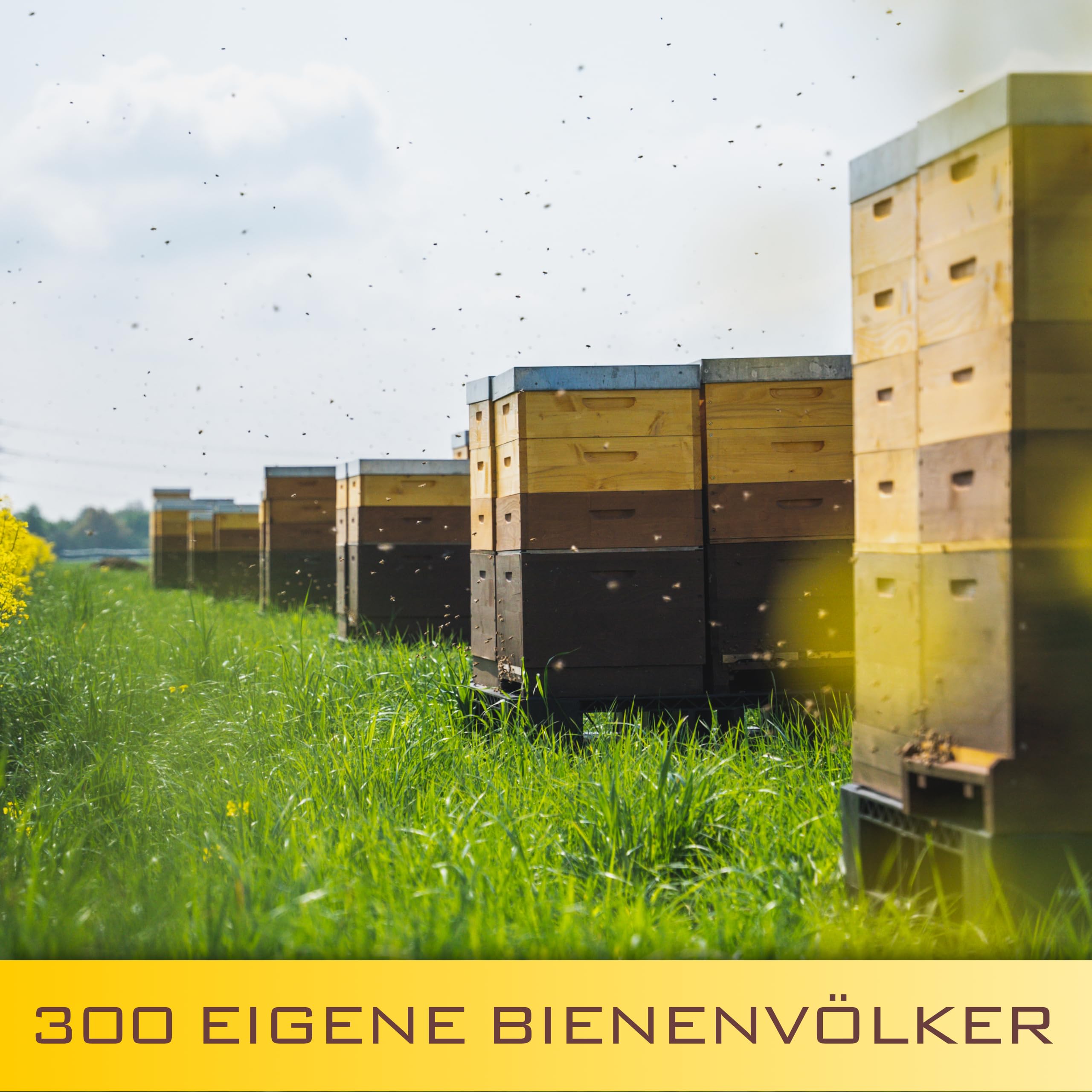 Gregas Imkerei 6er Box – Honigsüßer Brotaufstrich aus Familienimkerei mit Früchten & anderen Spezialitäten wie Lakritze, Vanille & Spirulina Blau verfeinert – Probier- & Geschenkset | 6x 250g