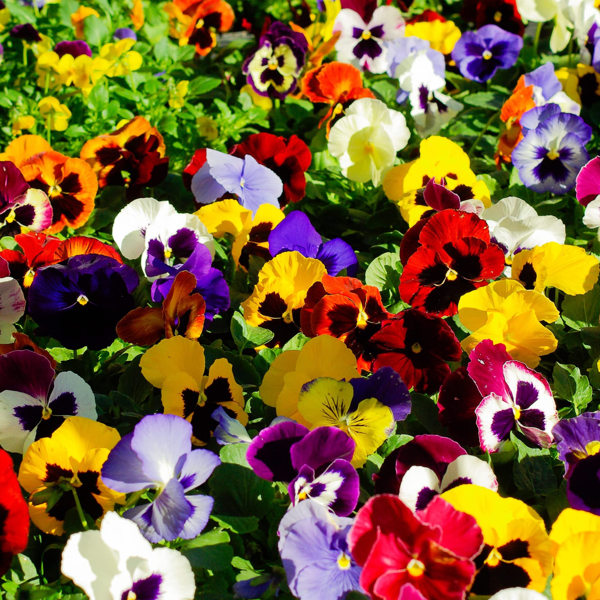 Flora Seeds Pansy Mixed Flower Seeds | Winter Flower Seeds for Home Garden & Outdoor Planting | High Germination Seeds, Pack of 50 Seeds (B0CK6GSHNX) Amazon Price History, Amazon Price Tracker
