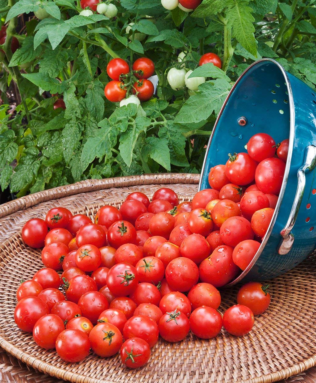 Flare Seeds Cherry Tomato Vegetable Seeds Pack of 140 Seeds (B09C44JR18) Amazon Price History, Amazon Price Tracker