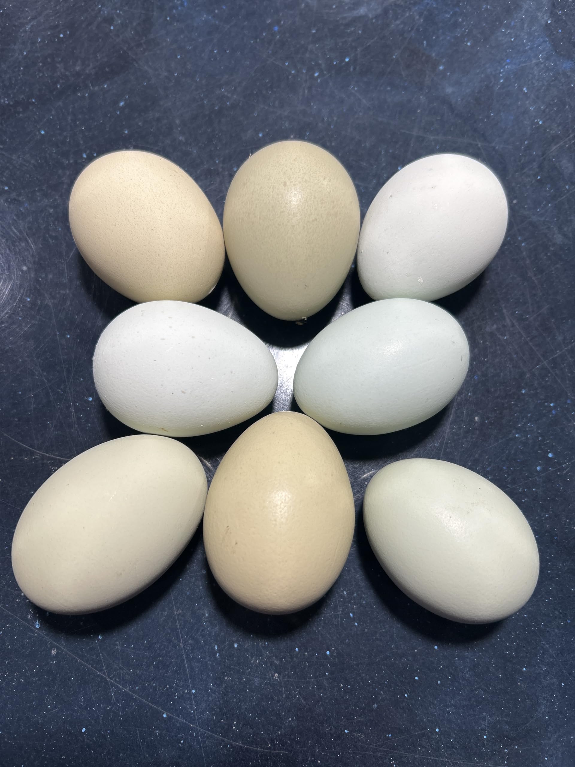 Generic 6 Easter Egger Fertile Hatching Eggs Blue and Green Eggs!