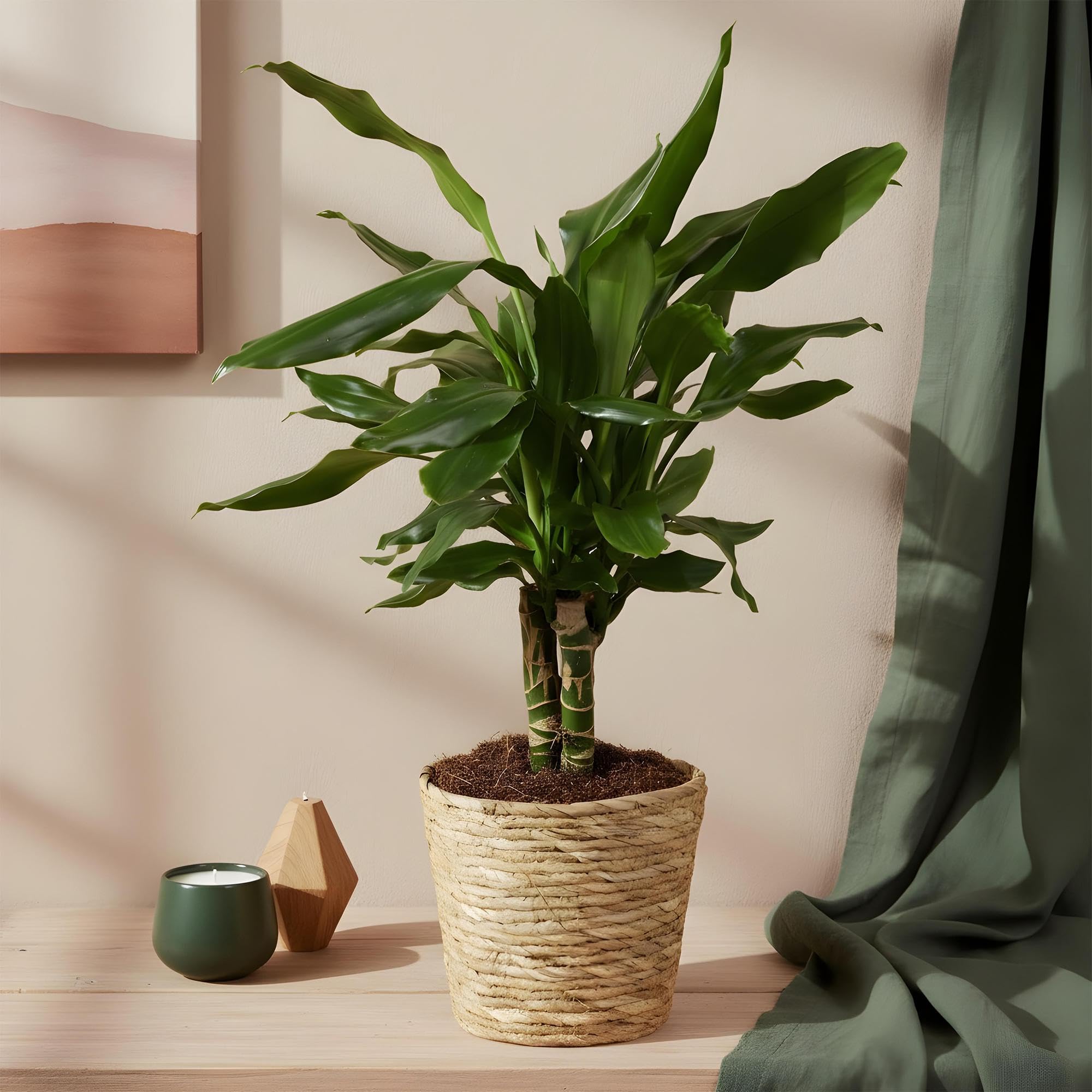 Green boutiQ - Plantes d'intérieur - Dracaena fragrans Steudneri - Arbre de dragon - Peu d'entretien - avec panier - Vert - 2 Plantes - Pot 17cm - Hauteur 50-55cm
