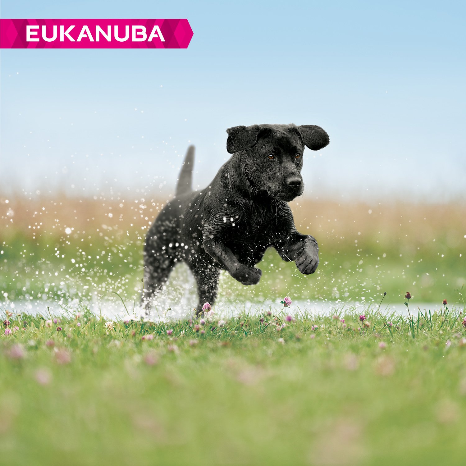 Eukanuba Welpenhundefutter für große Hunde, reich an frischem Hühn, 12 kg