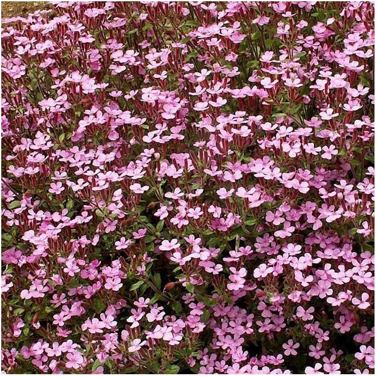 Everwilde Farms - 1/4 Lb Soapwort Wildflower Seeds - Gold Vault