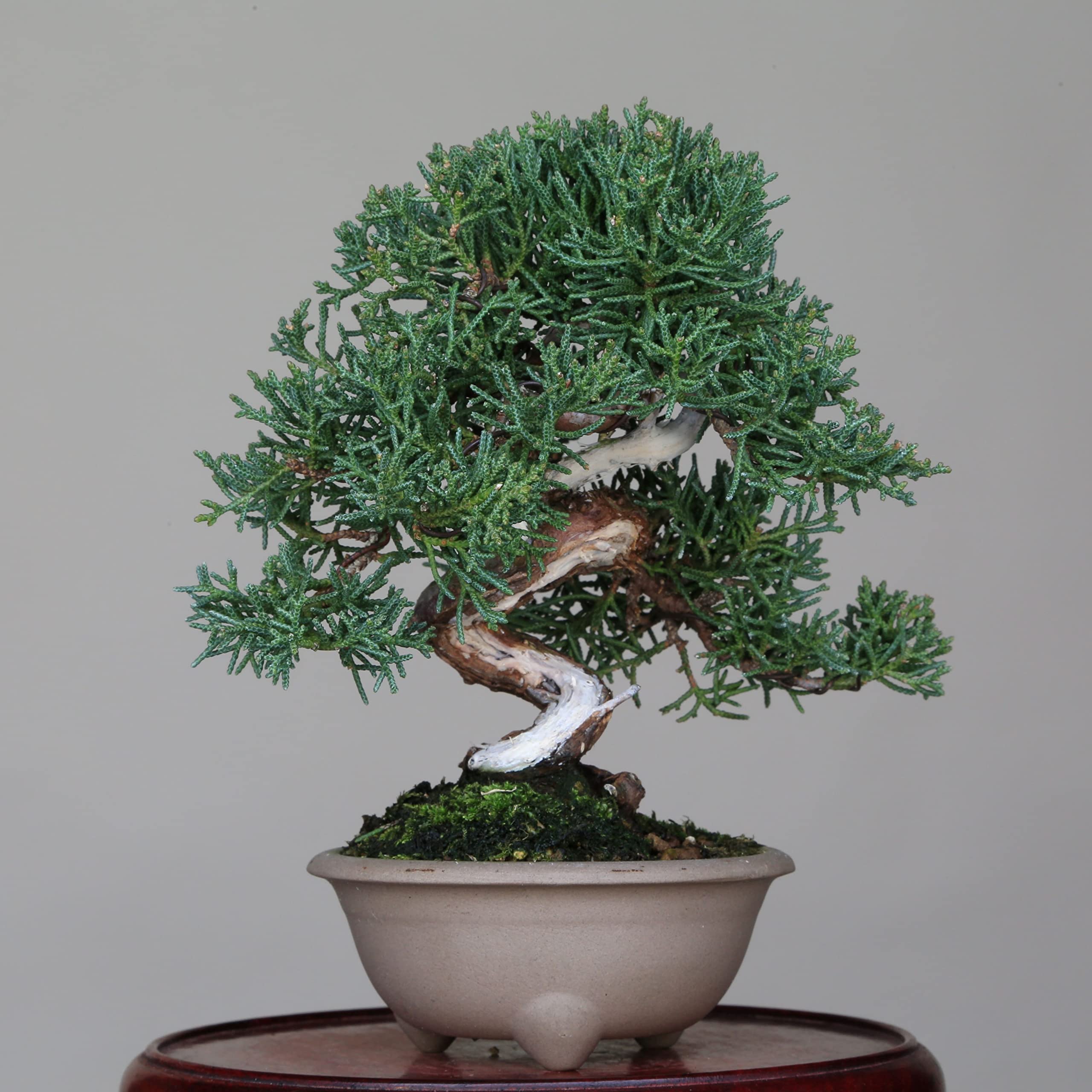 Amazon.co.jp: 四国真柏 ミニ盆栽（捻転・ジン・シャリ）【泰寿園
