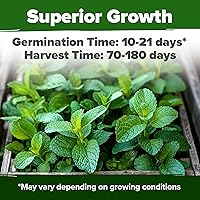 Vista 136 de HOME GROWN Más de 1000 semillas de cilantro para plantar en interiores o exteriores, hierbas tradicionales sin OMG, semillas de plantas de cilantro