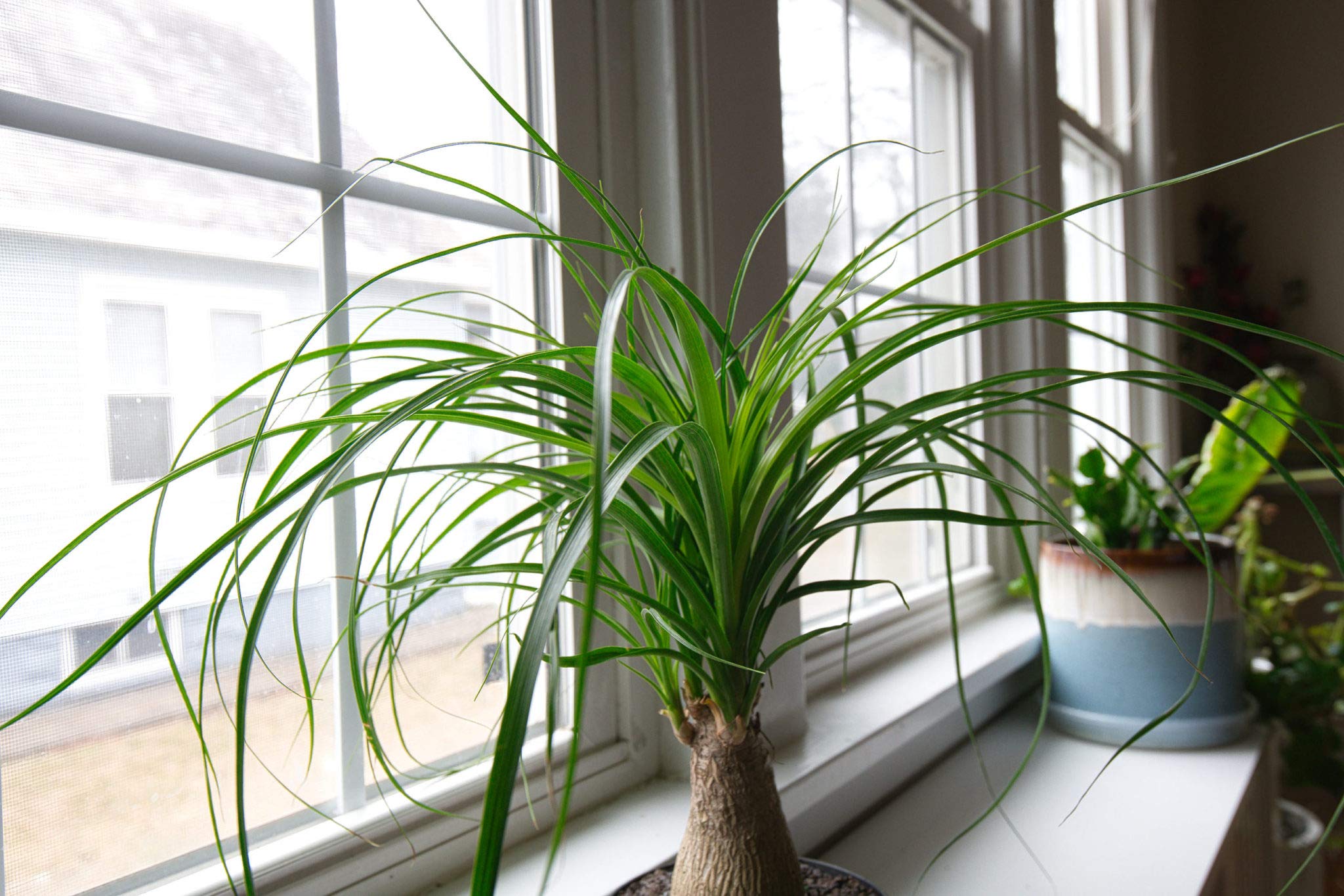 Amazon.com : Ponytail Palm - Live Plant in an 8 Inch Pot Amazon.com : Ponytail Palm - Live Plant in an 8 Inch Pot