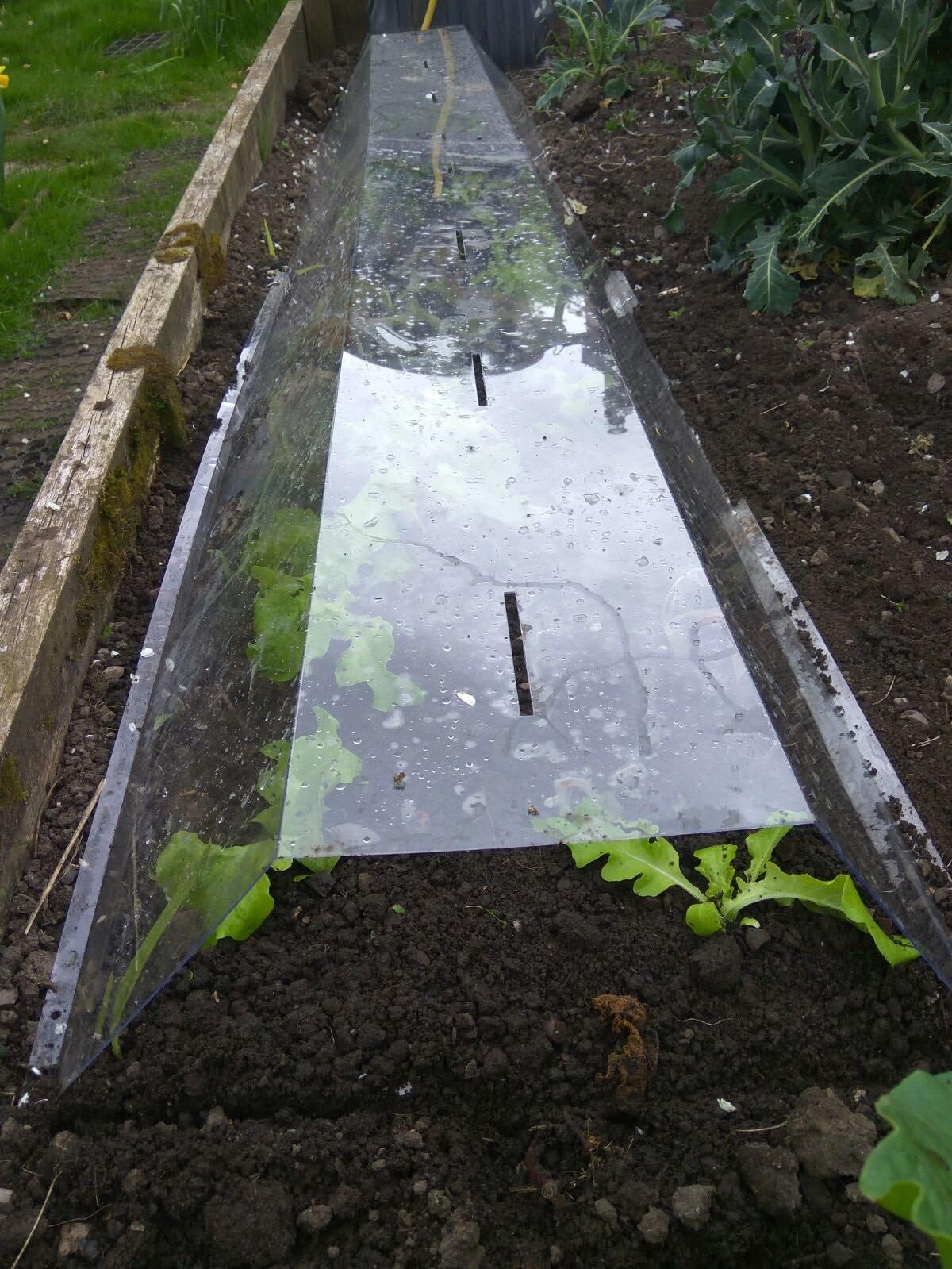 Clear cloche - high quality polycarbonate polytunnel / mini greenhouse