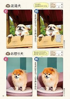 毎日脳活スペシャル いぬのまちがいさがし チワワ大集合の巻