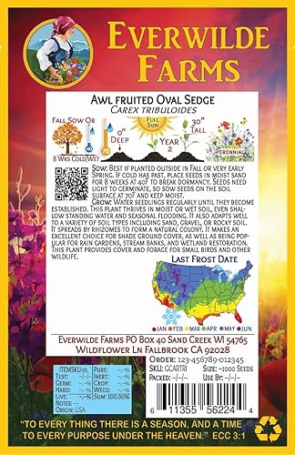 Miniatura 5 de everwilde explotacionesAwl fruited Oval Sedge Native semillas de pastoOro Vault