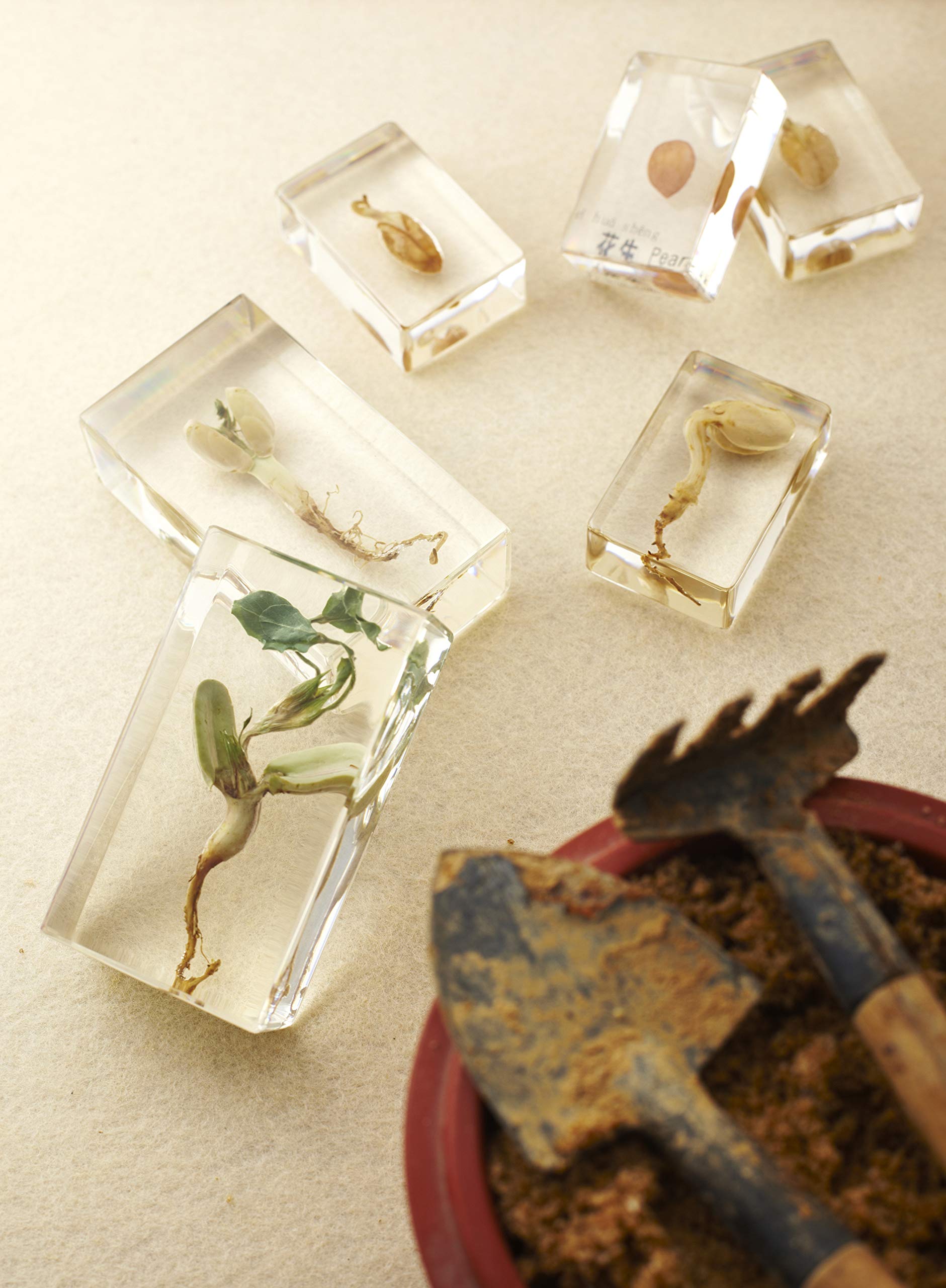 Amazon.co.jp: 標本 / 封入 / アクセサリー製作に! 【FRP 透明 注型用