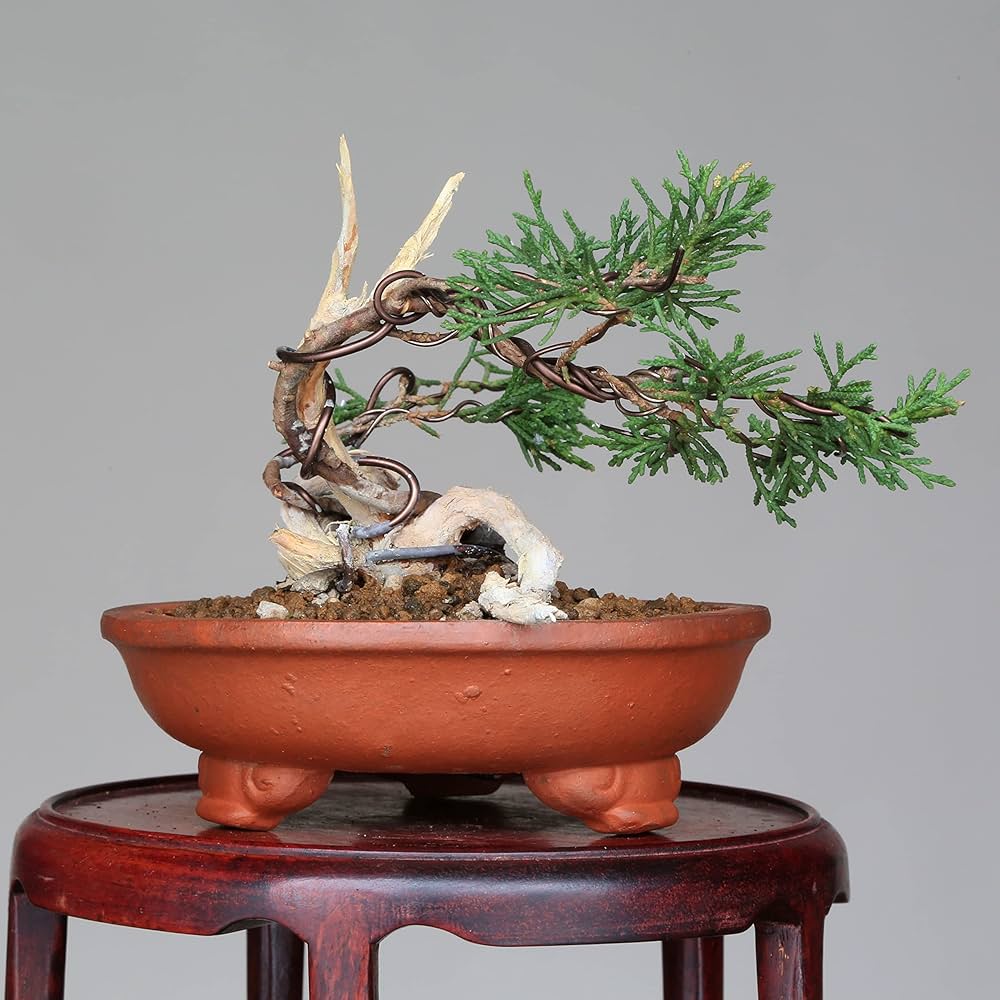 Amazon.co.jp: 『タヌキ真柏』糸魚川真柏 ミニ盆栽 (双幹)【泰寿 Amazon.co.jp: 『タヌキ真柏』糸魚川真柏 ミニ盆栽 (双幹)【泰寿
