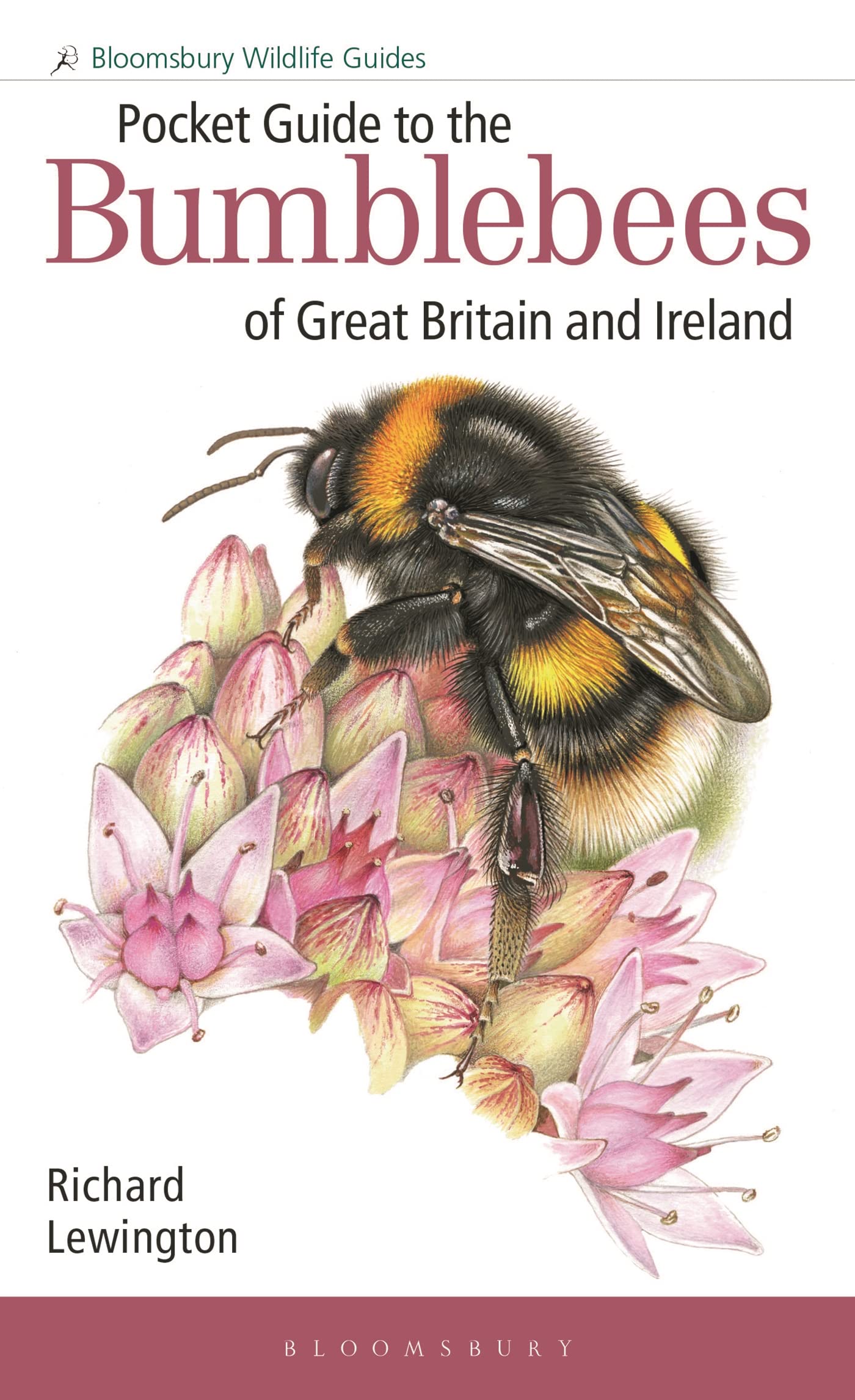 Pocket Guide to the Bumblebees of Great Britain and Ireland by Richard Lewington