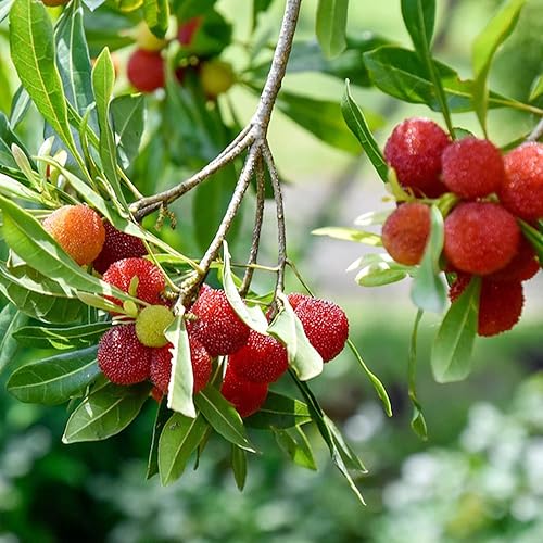 Miniatura 6 de QAUZUY GARDEN 15 semillas de Myrica Rubra (bayberry rojo) de primera calidad, semillas de frutas tradicionales sin OMG para plantar jardín al aire