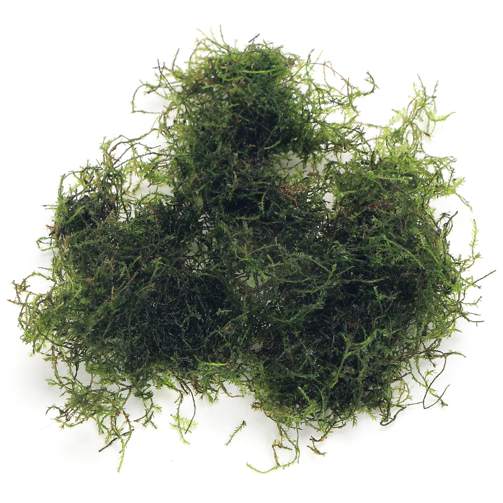 K2AQUA 20 Grams Java Moss (Taxiphyllum Barbieri) Live Aquarium Plant for Freshwater Fish Tank Easy to Grow Low Maintenance Planted Tanks Natural Decoration and Water Purifier