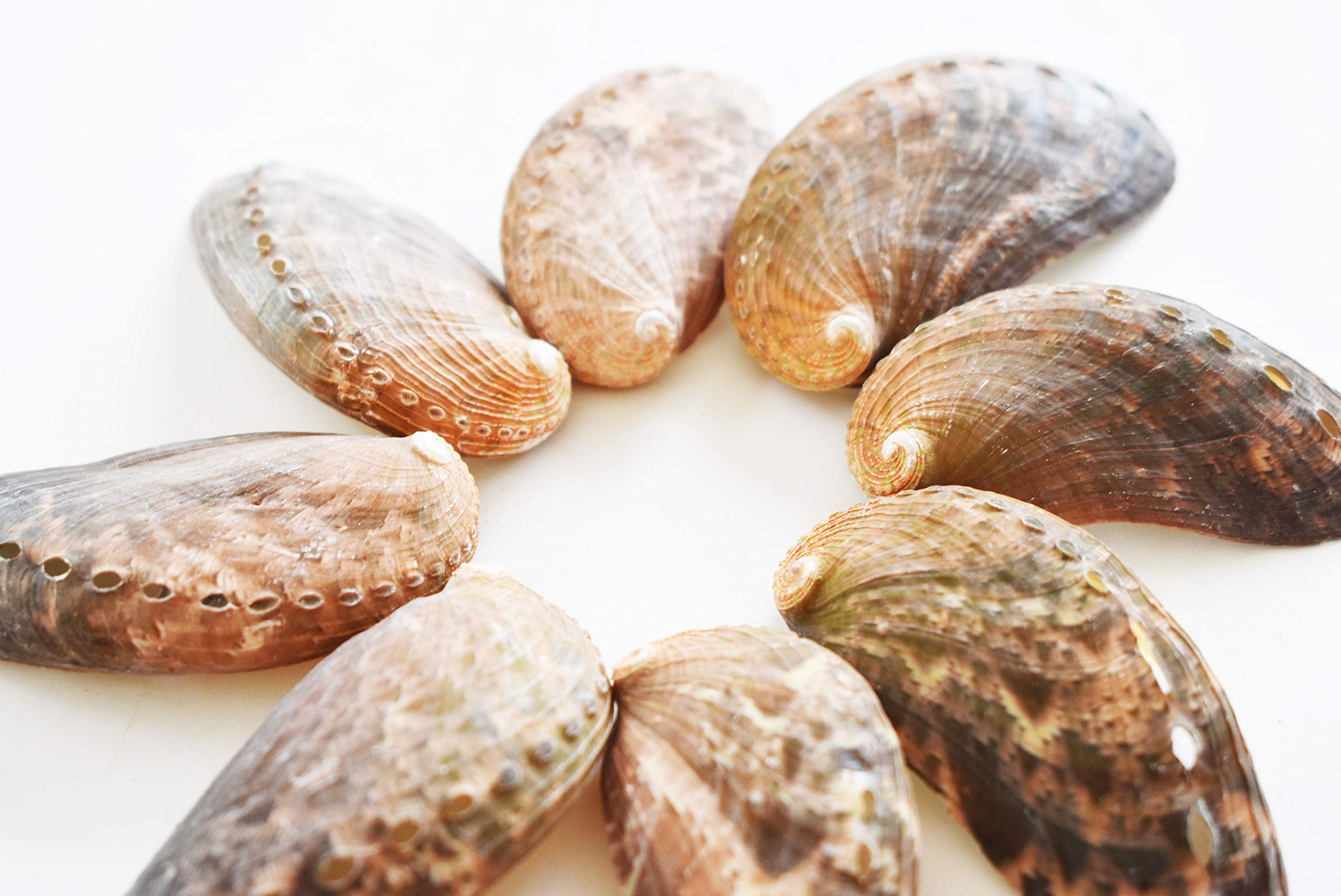 Bulk 50 Green Abalone Shells Seashell (Donkey's Ear) Haliotis Asinina Ocean Arts & Crafts