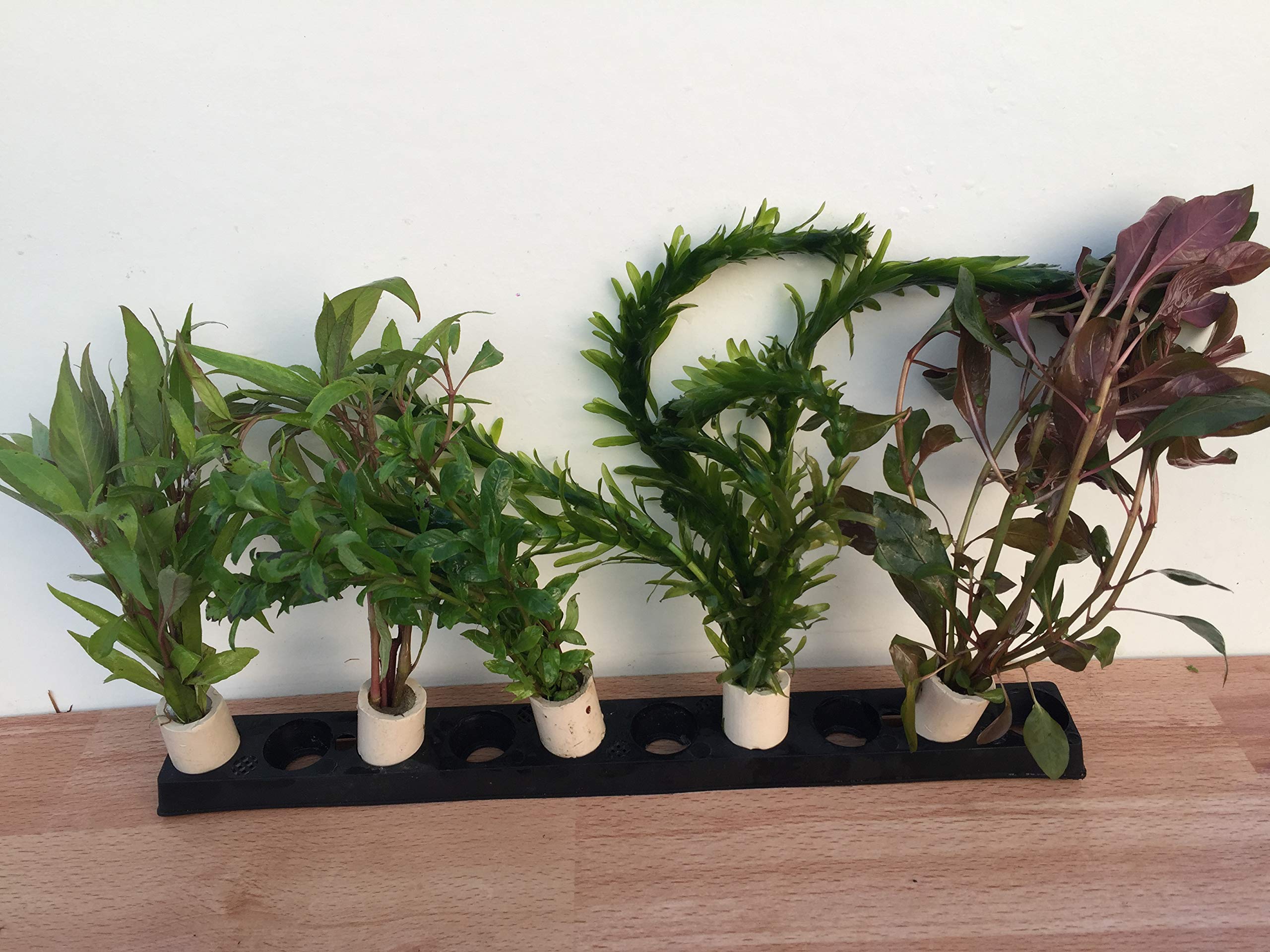 Juego de iniciación para plantas de acuario de hasta 200 litros, 8 macetas, 12 trastes de plantas acuáticas