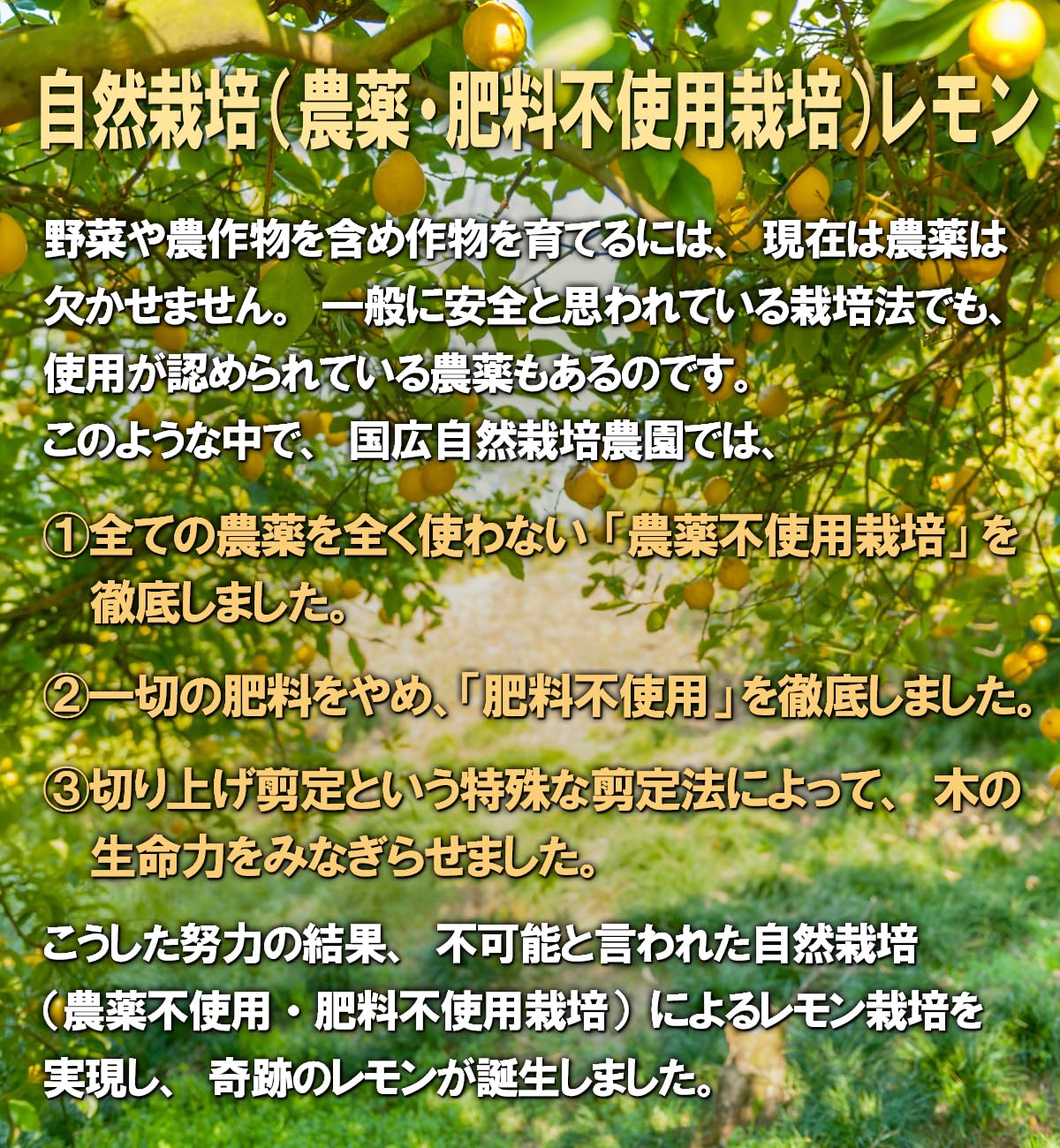 完全無農薬自然栽培レモン Amazon.co.jp: 【国広自然栽培農園】自然栽培 奇跡のレモン 訳あり 2kg