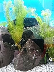 3 Bund/Portionen Hornkraut, Ceratophyllum demersum, für Teich Amazon