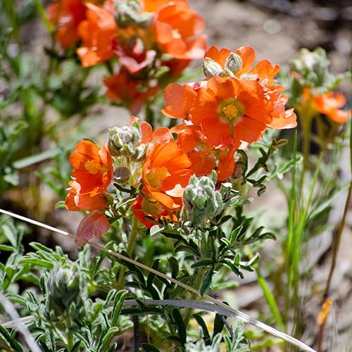 Globemallow Munro's 1000 Seeds (Sphaeralcea munroana) reliquia nativa - Polinizado abierto