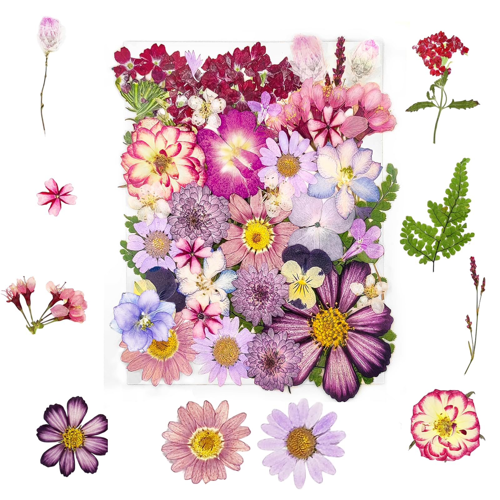 Tastetreasure 37 Pcs Real Natural Pressed Flowers Purple Mix for Resin Molds, Candle Making, Nail Art, Soap DIY & Phone Cases Aesthetic Crafting Supply