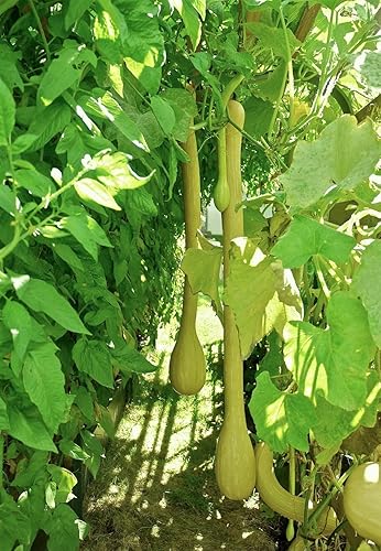 Miniatura 2 de TomorrowSeeds - Semillas de calabaza Tromboncino - Más de 10 unidades - para plantar 2025 Zuchetta Rampicante Trombetta Tromboncino Calabacín