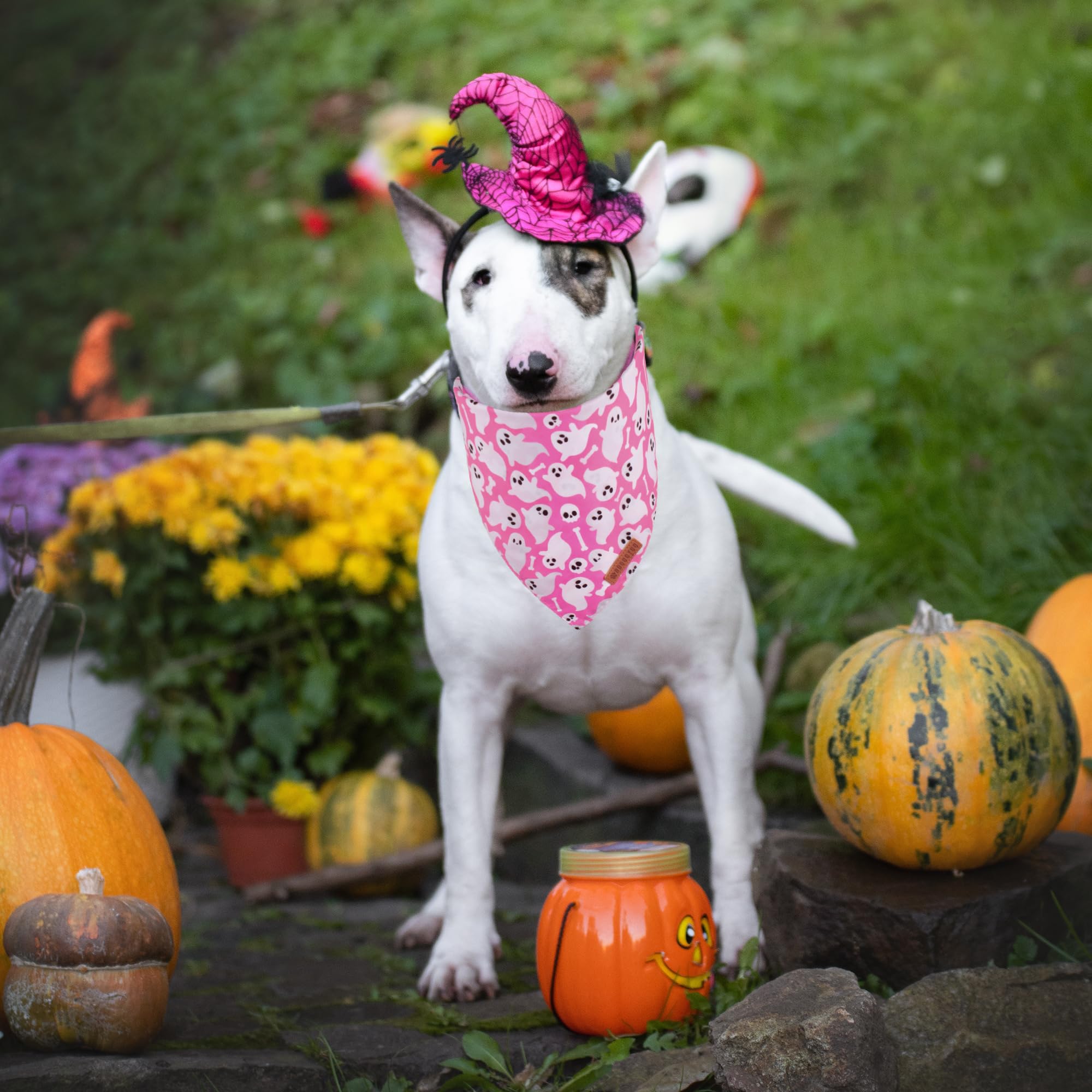 ADOGGYGO Halloween-Halsband Mit Fliege & Glöckchen – Verstellbar Für Kleine Bis Große Hunde (S, M, L)