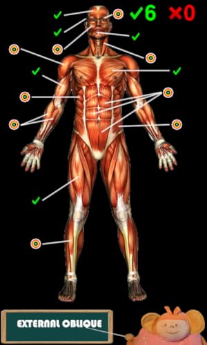 Anatomía divertida (Funny anatomy)