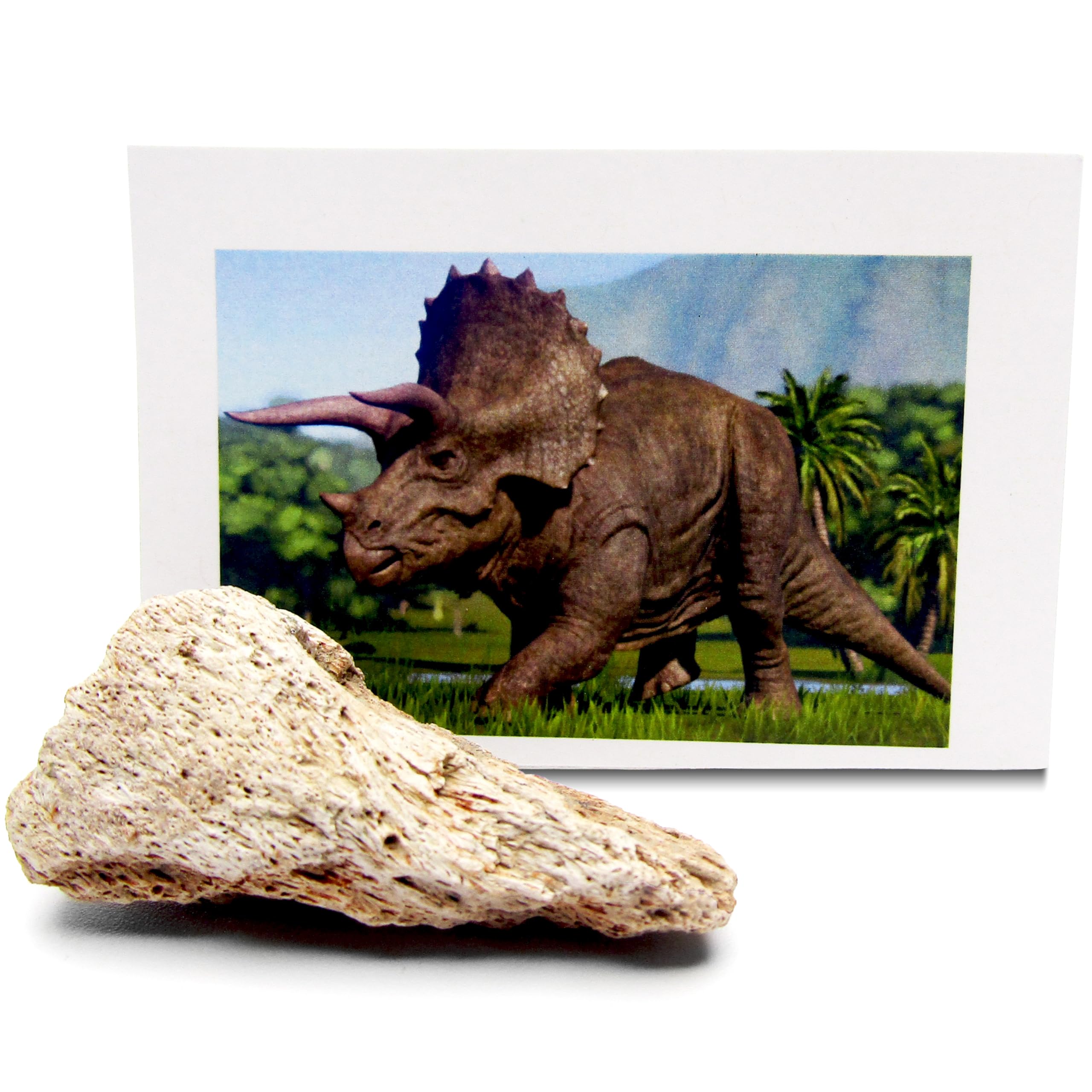 BicBugs Triceratops dinosaur bone authentic extinct fossil specimen 66 million years old