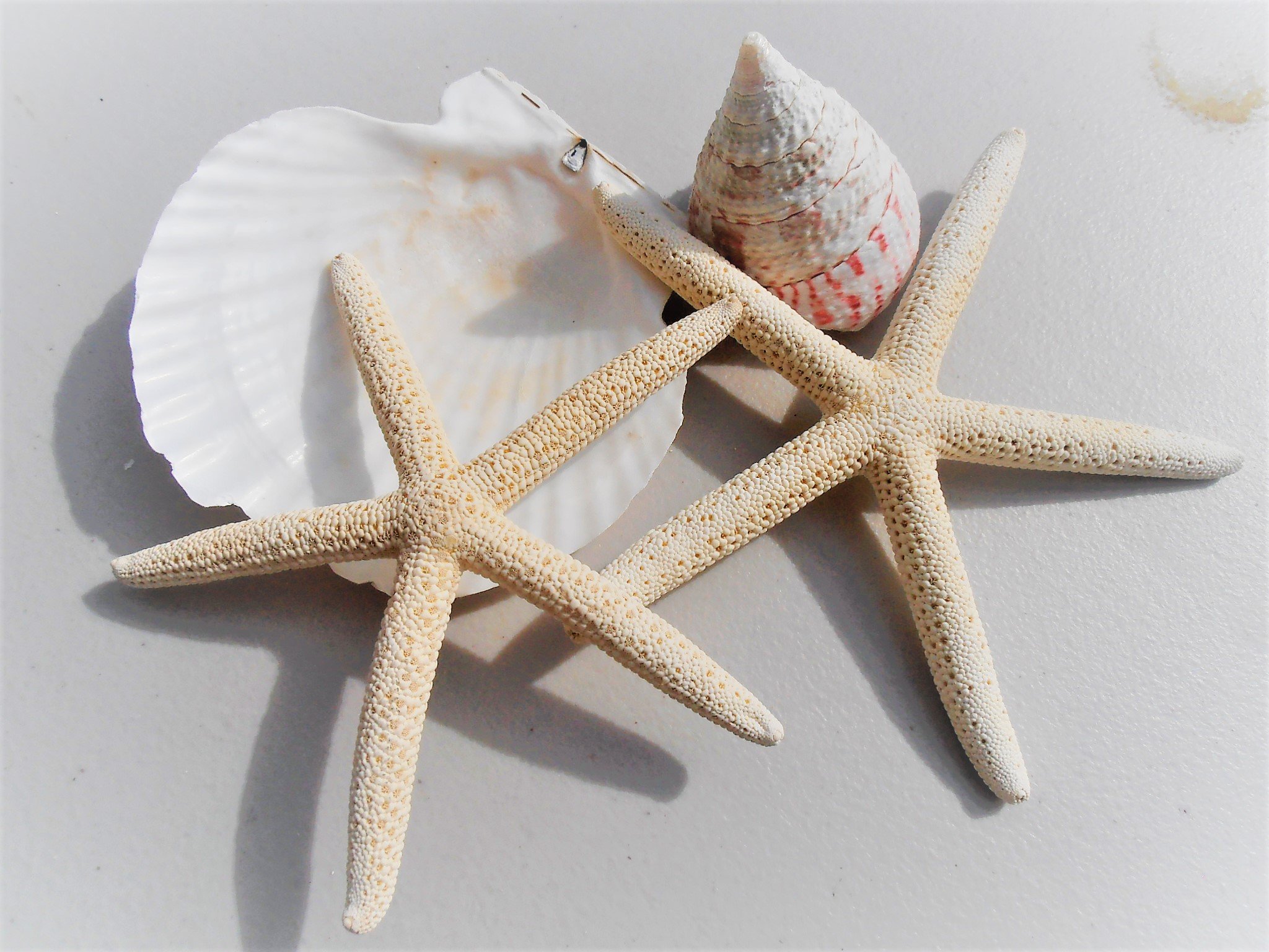 Amazon.co.jp: 天然素材 大きな ヒトデ XL（スターフィッシュ 約13