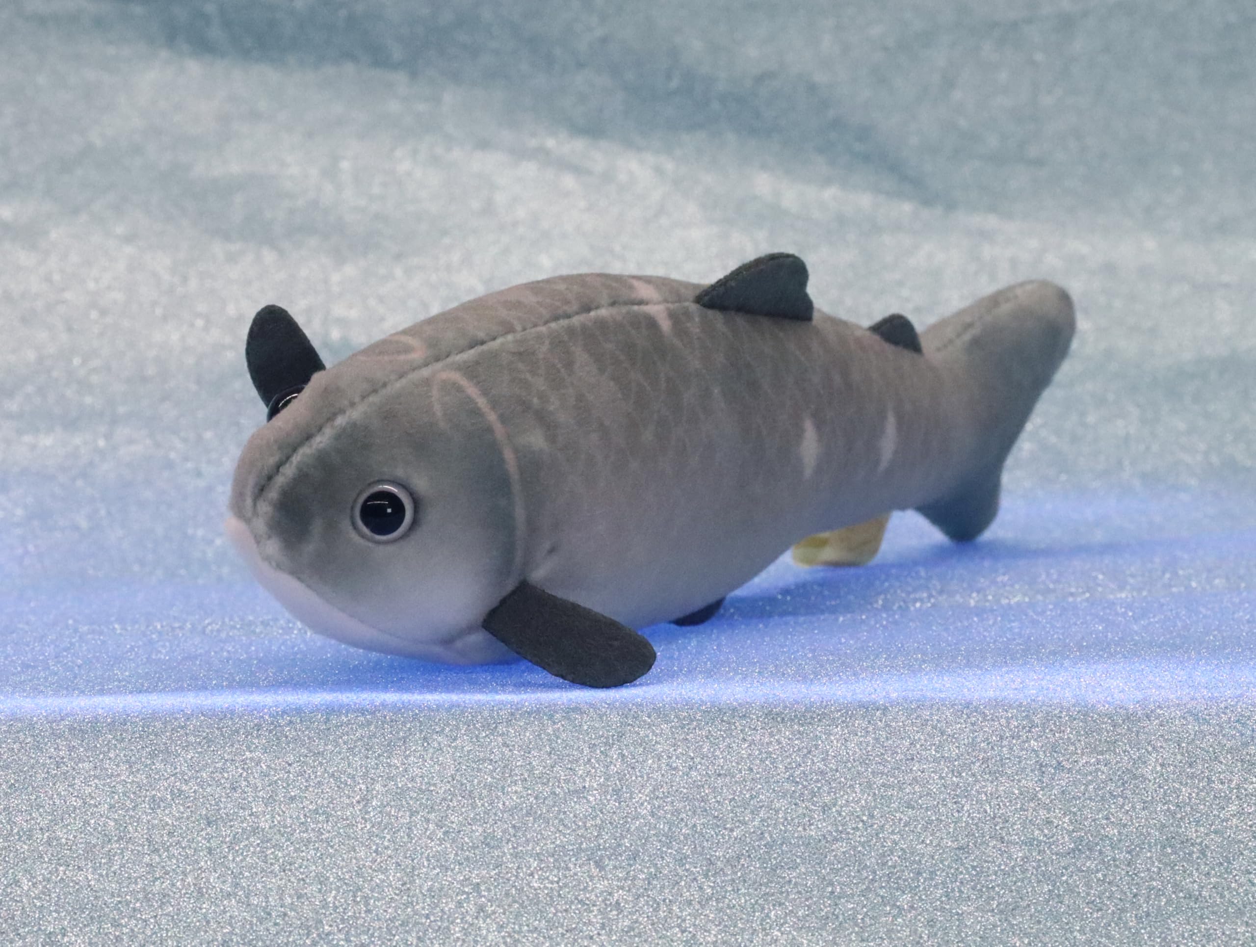 Amazon.co.jp: テイクオフ ピッシュ 小さくてカラフルな 魚の