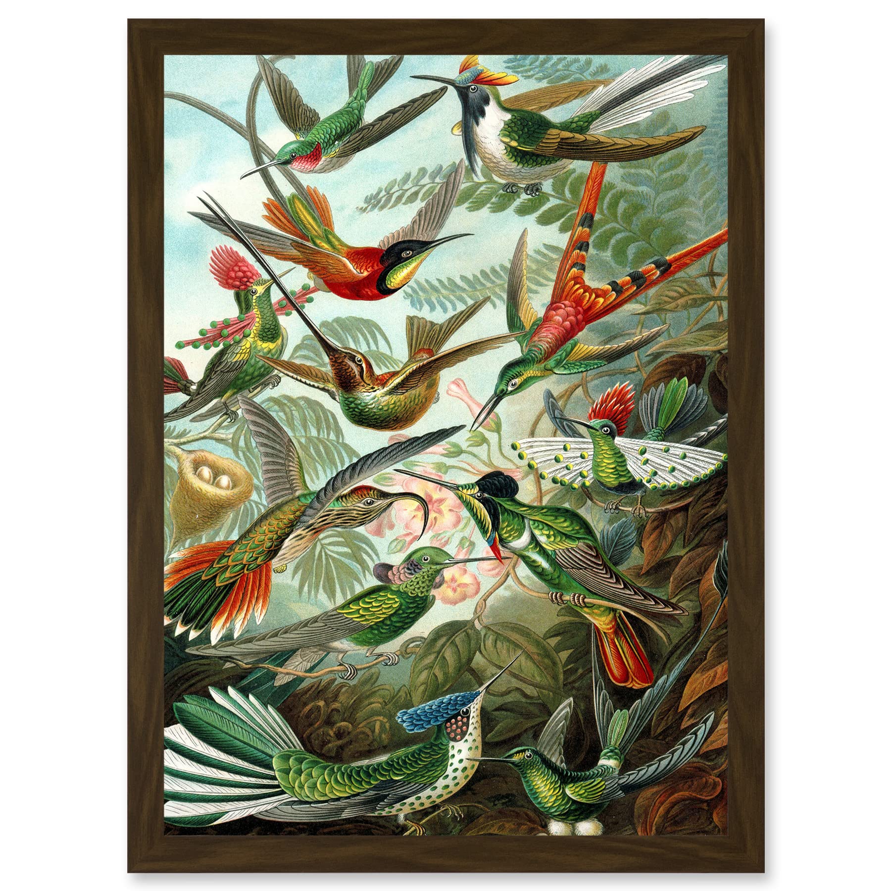 Artery8 Ernst Haeckel Nature Art Biology Birds Hummingbird Vintage A4 Artwork Framed Wall Art Print